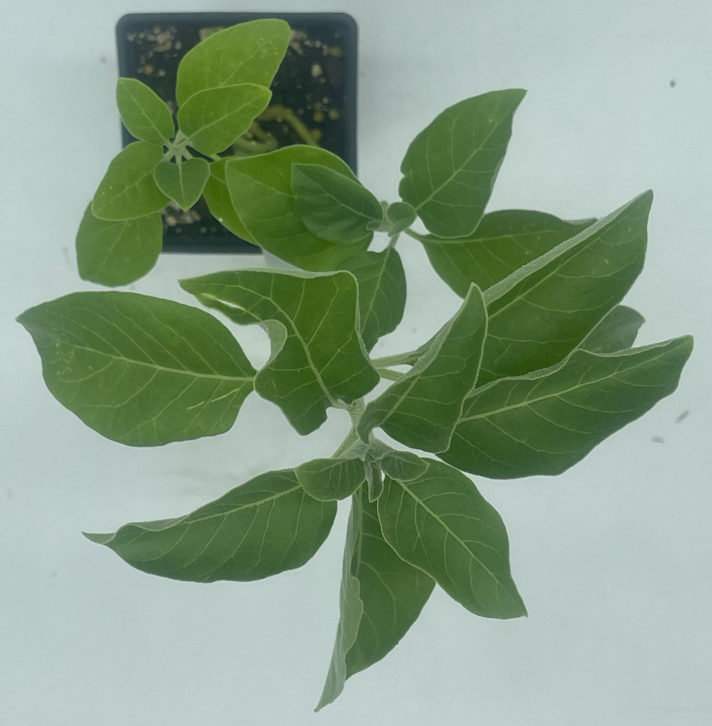 Ashwagandha, Vedic Live 3" Starter Plant - Withania Somnifera - Can Not Ship To California\Arizona
