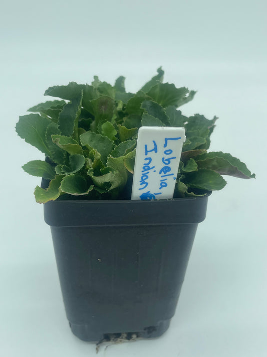 Lobelia, Indian Live 3" Starter Plant - Lobelia Inflata - No Shipping To California Or Arizona!