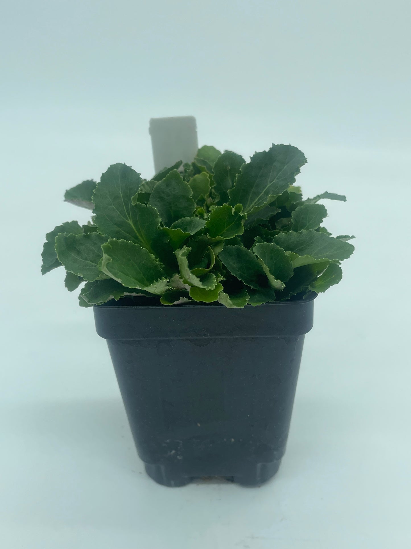Lobelia, Indian Live 3" Starter Plant - Lobelia Inflata - No Shipping To California Or Arizona!