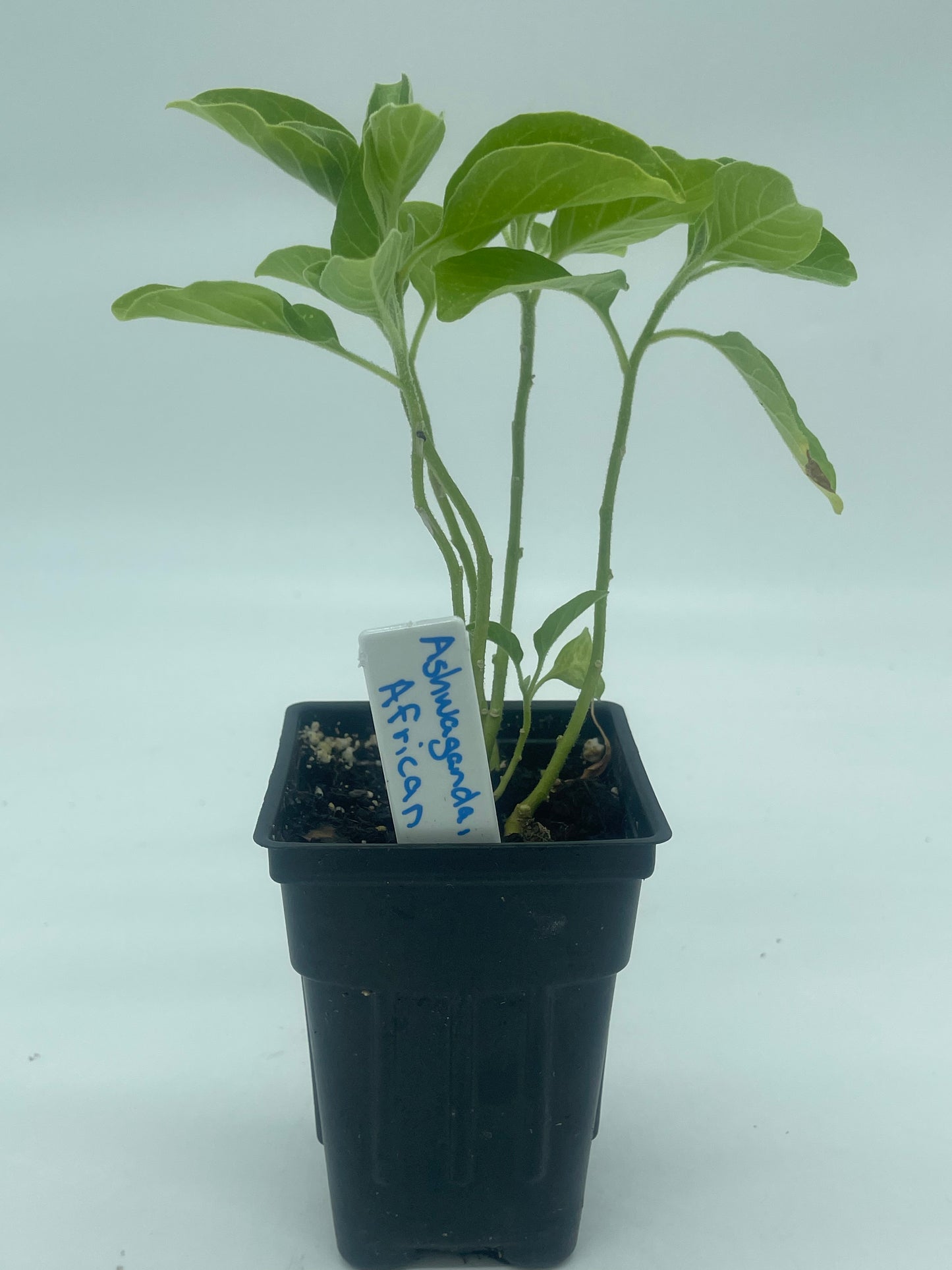 Ashwagandha, African Live 3" Starter Plant - Withania Somnifera