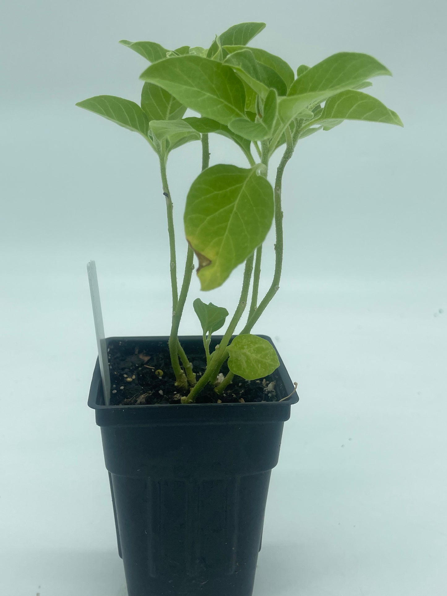 Ashwagandha, African Live 3" Starter Plant - Withania Somnifera