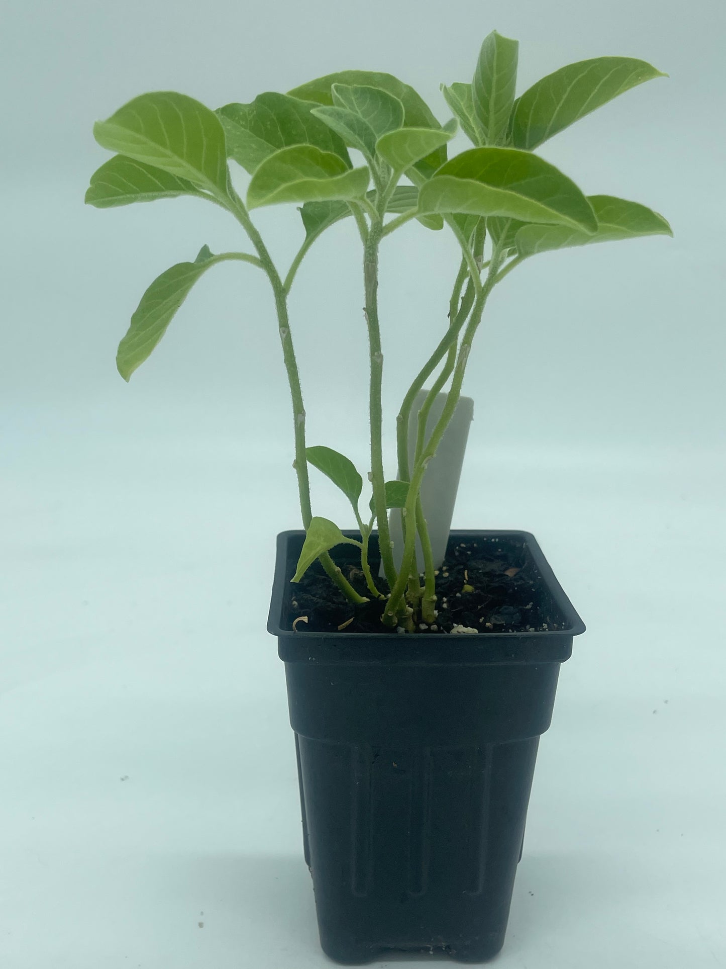 Ashwagandha, African Live 3" Starter Plant - Withania Somnifera