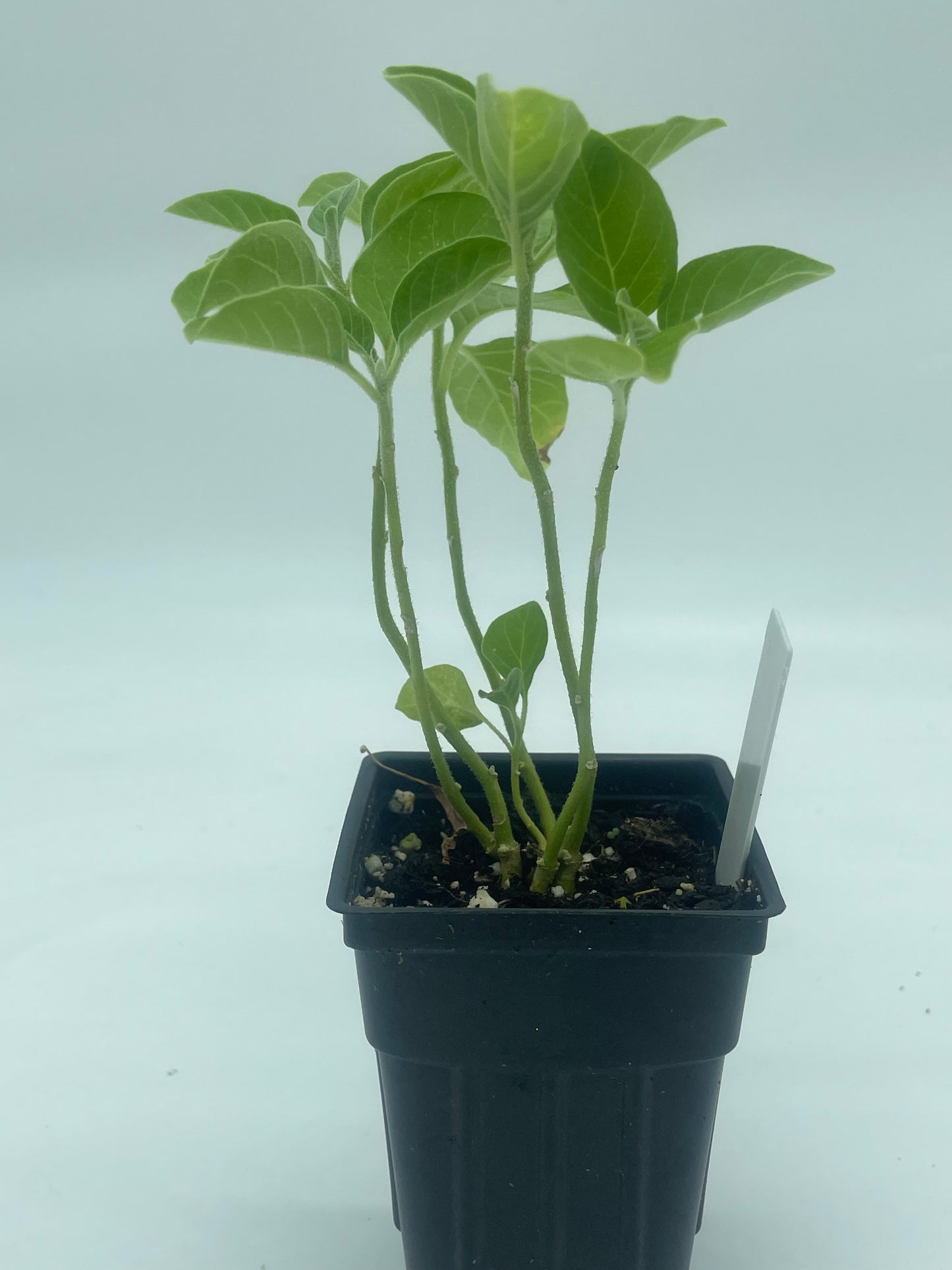 Ashwagandha, African Live 3" Starter Plant - Withania Somnifera