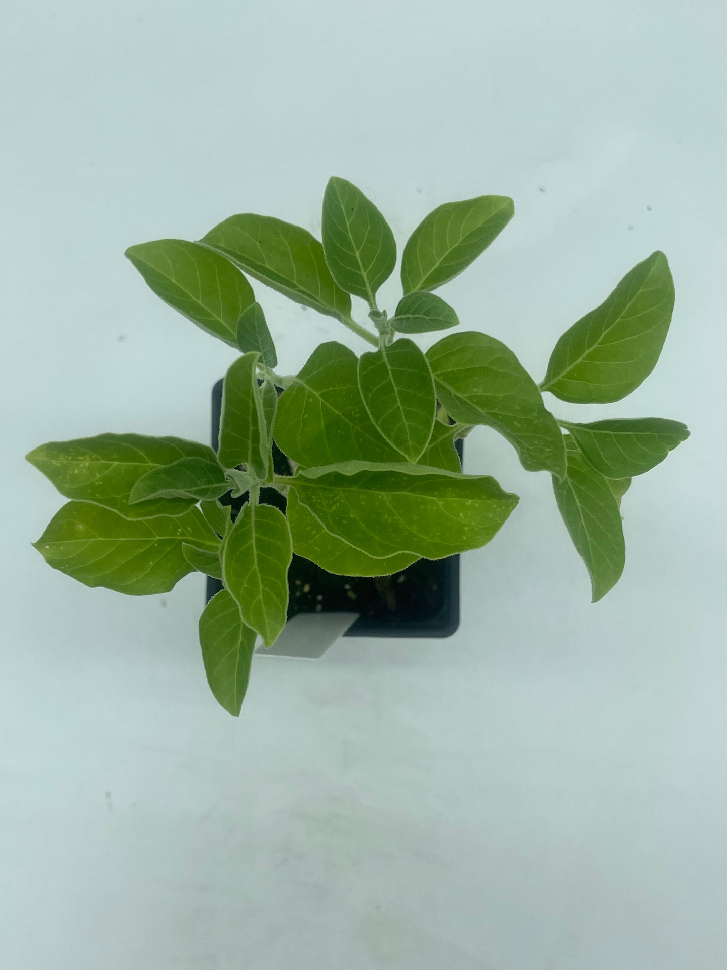 Ashwagandha, African Live 3" Starter Plant - Withania Somnifera