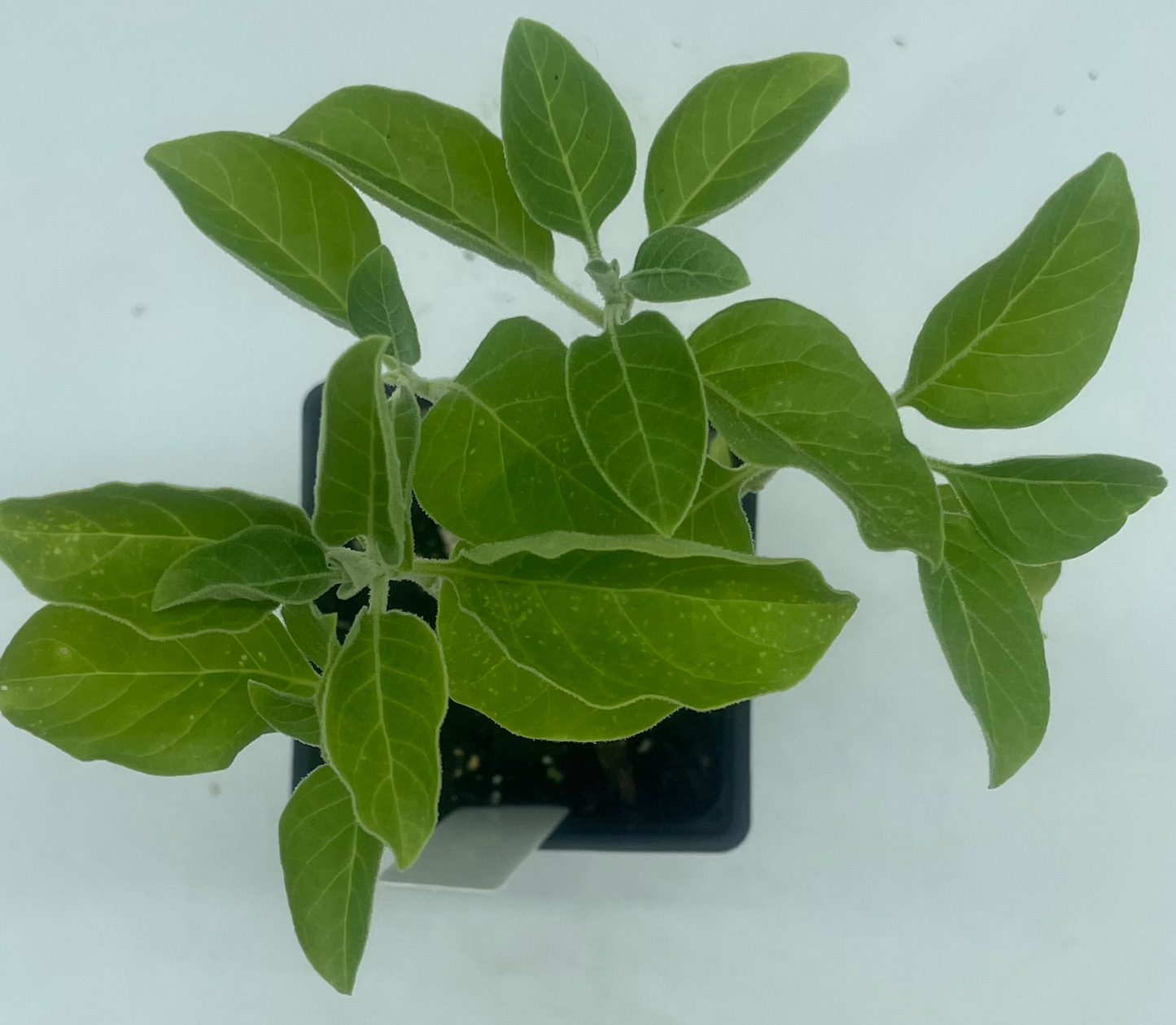Ashwagandha, African Live 3" Starter Plant - Withania Somnifera