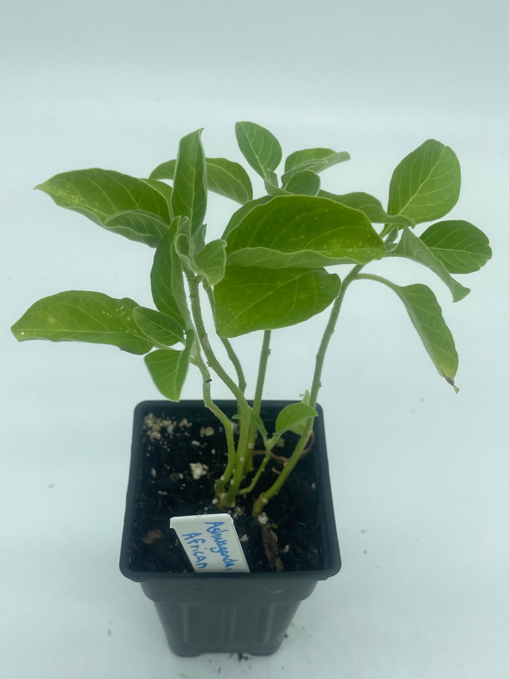 ashwagandha plant in pot Ashwagandha, African Live 3" Starter Plant