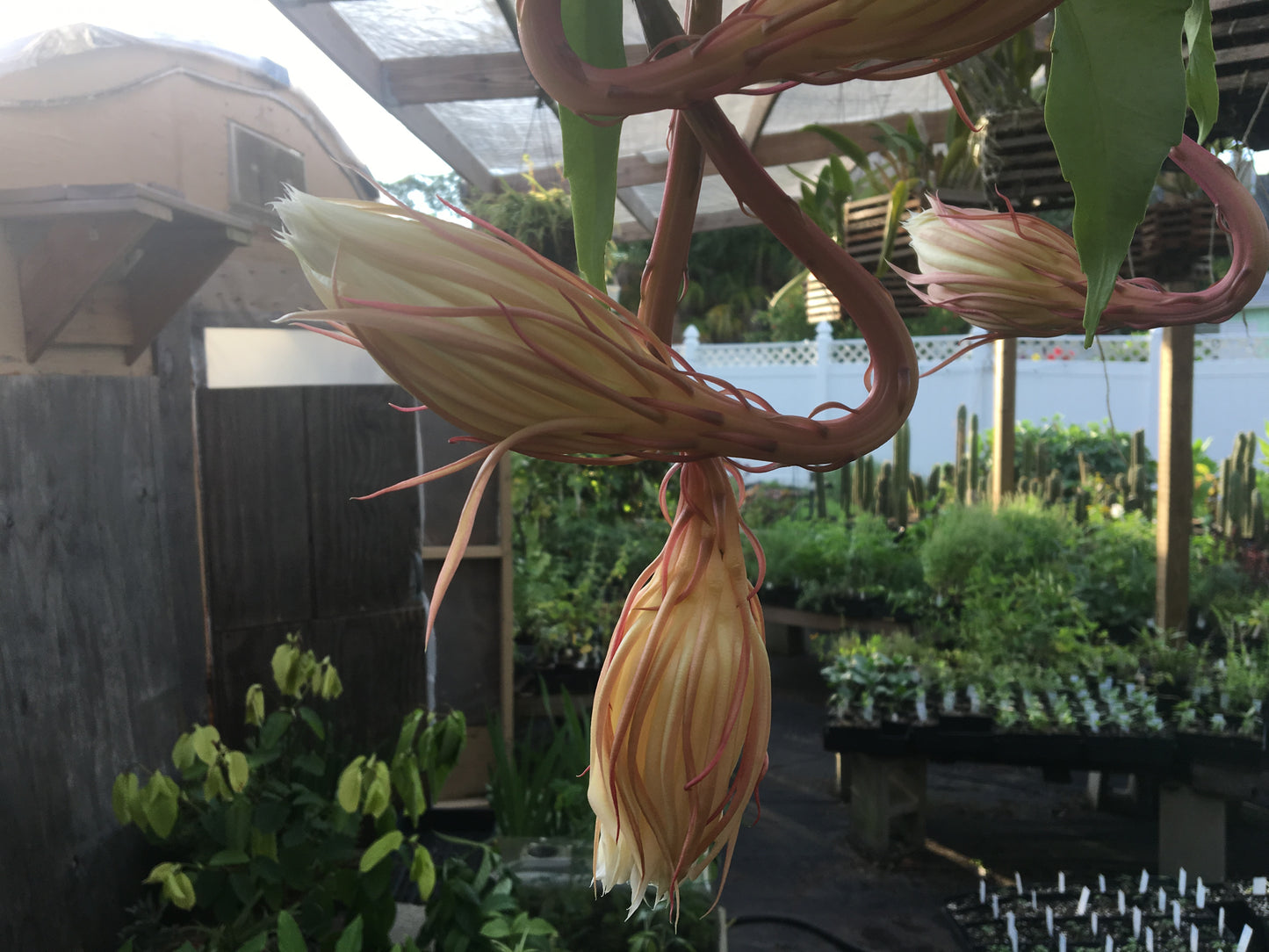 Night Blooming Cereus - Fully Rooted Starter Pot - Epiphyllum Oxypetalum - No Shipping To California Or Arizona!
