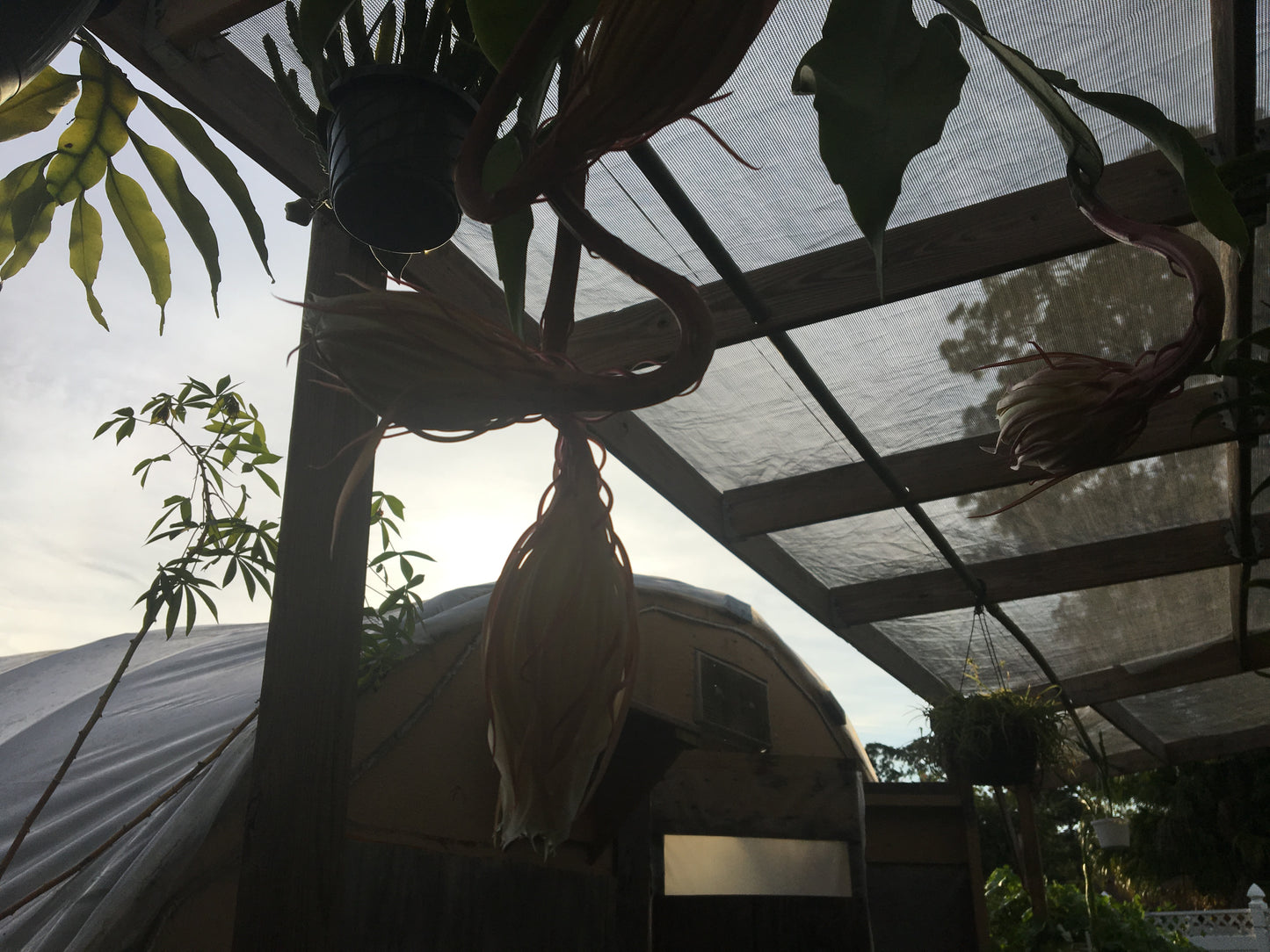 Night Blooming Cereus - Fully Rooted Starter Pot - Epiphyllum Oxypetalum - No Shipping To California Or Arizona!