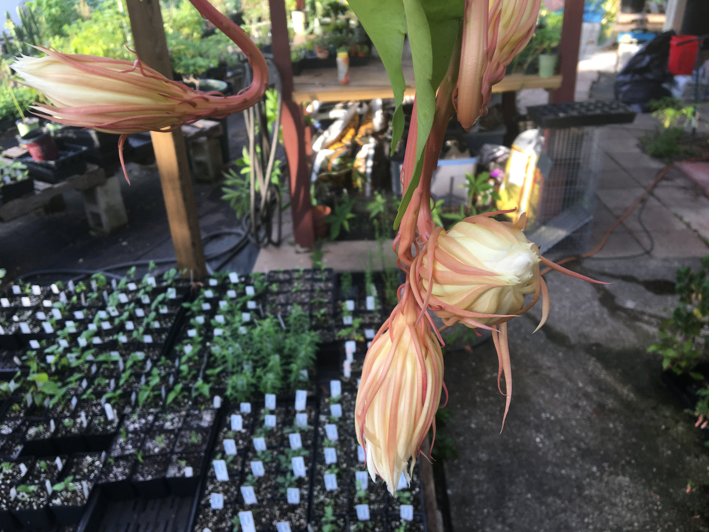 Night Blooming Cereus - Fully Rooted Starter Pot - Epiphyllum Oxypetalum - No Shipping To California Or Arizona!