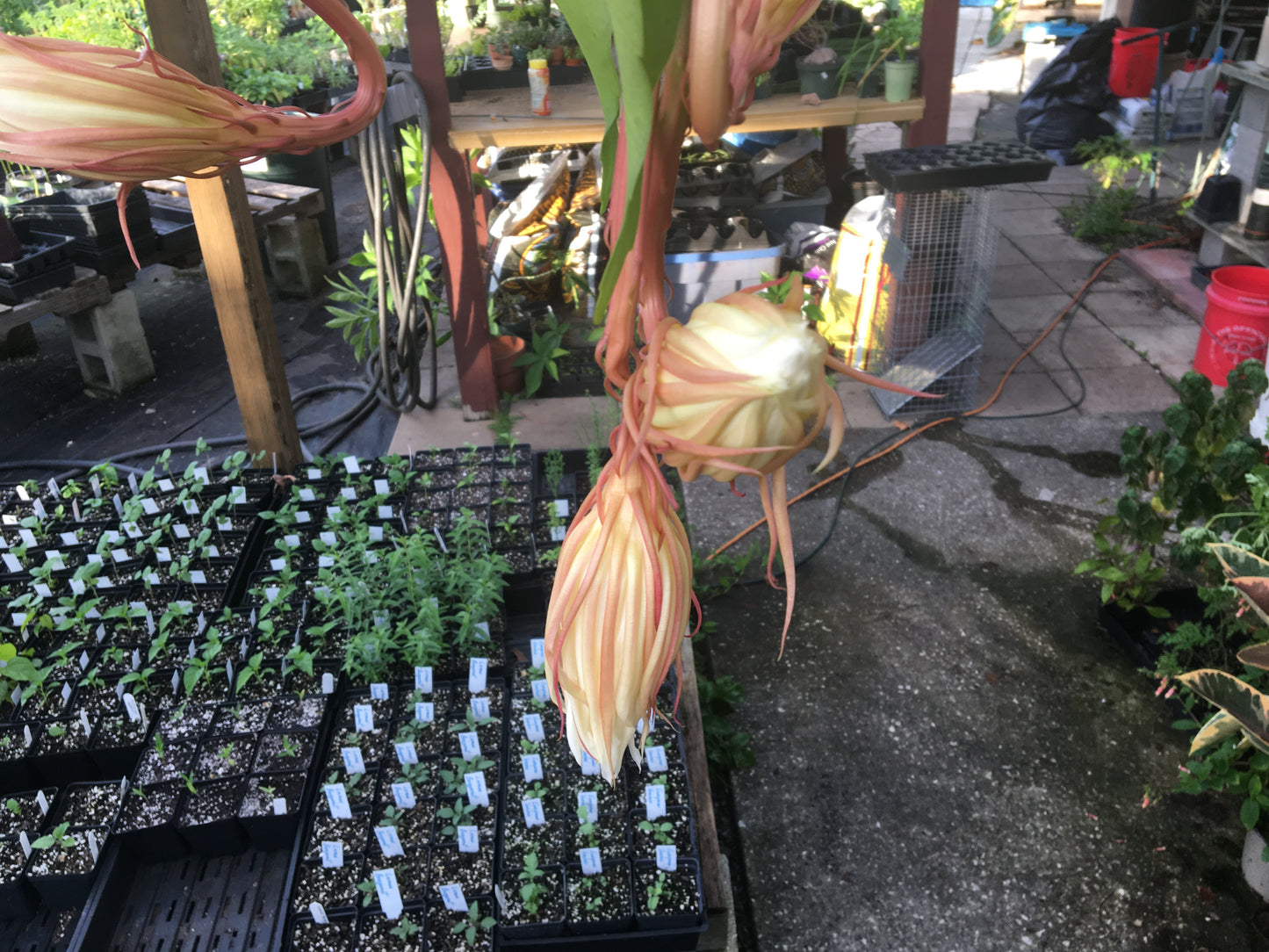 Night Blooming Cereus - Fully Rooted Starter Pot - Epiphyllum Oxypetalum - No Shipping To California Or Arizona!