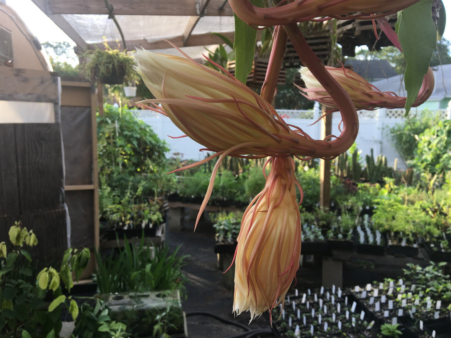 Night Blooming Cereus - Fully Rooted Starter Pot - Epiphyllum Oxypetalum - No Shipping To California Or Arizona!