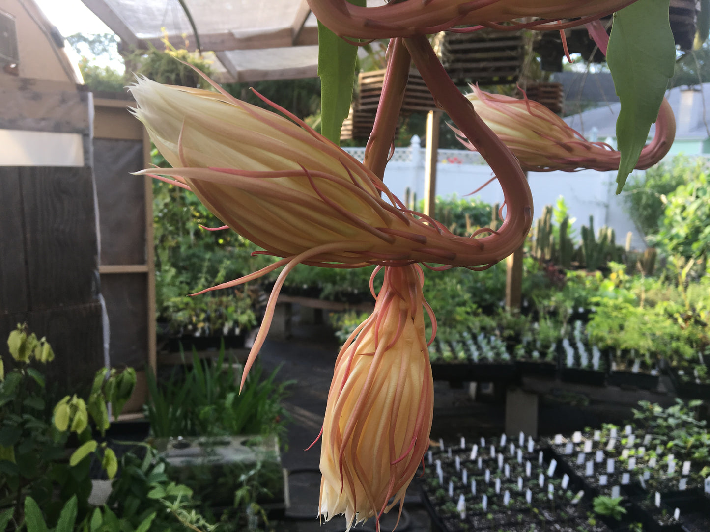 Night Blooming Cereus - Fully Rooted Starter Pot - Epiphyllum Oxypetalum - No Shipping To California Or Arizona!