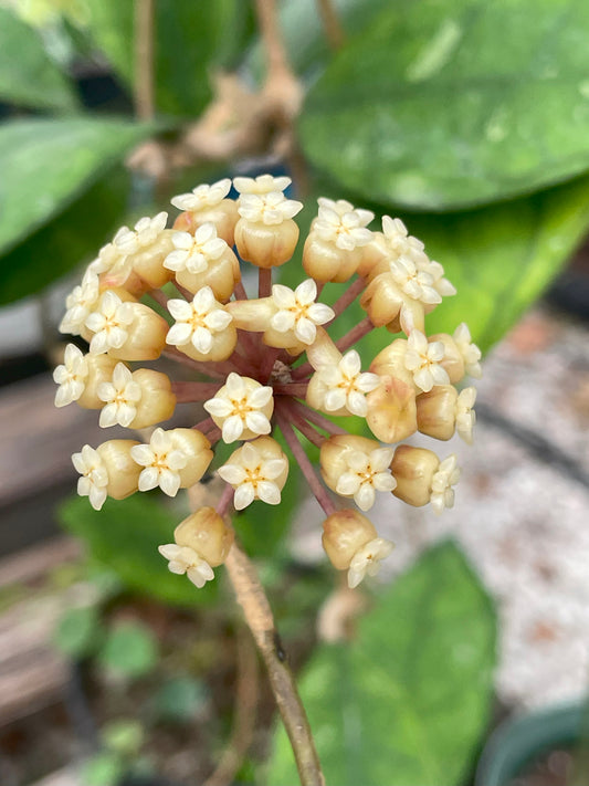 Hoya Finlaysonii Fully Rooted Grown In 3.5" pot - No Shipping To California Or Arizona!