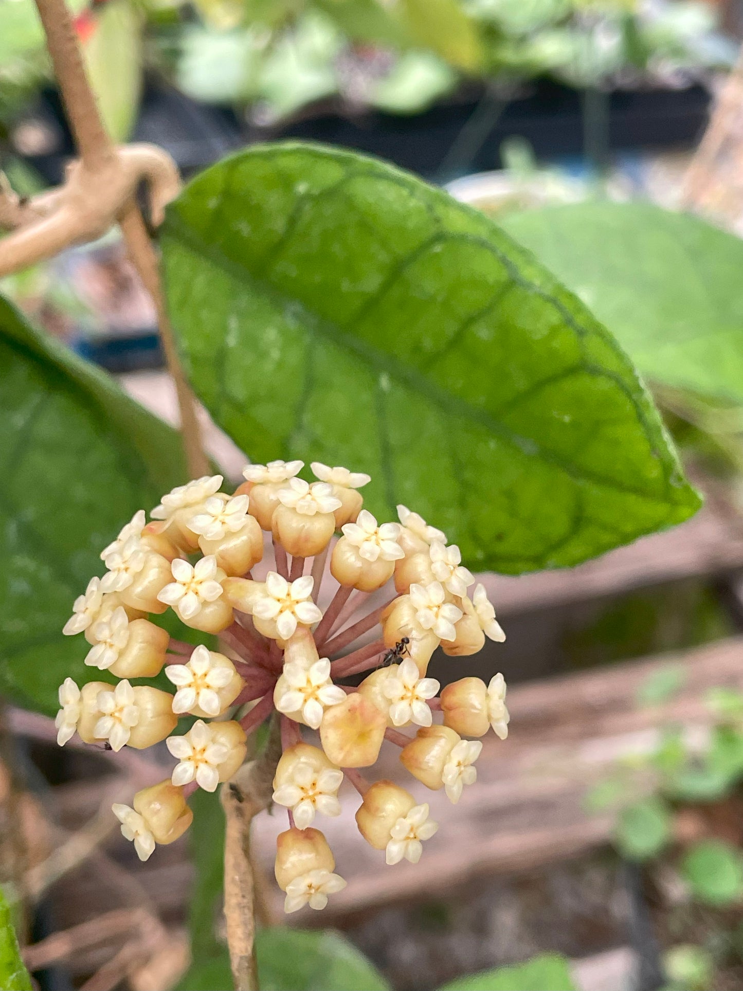 Hoya Finlaysonii Fully Rooted Grown In 3.5" pot - No Shipping To California Or Arizona!