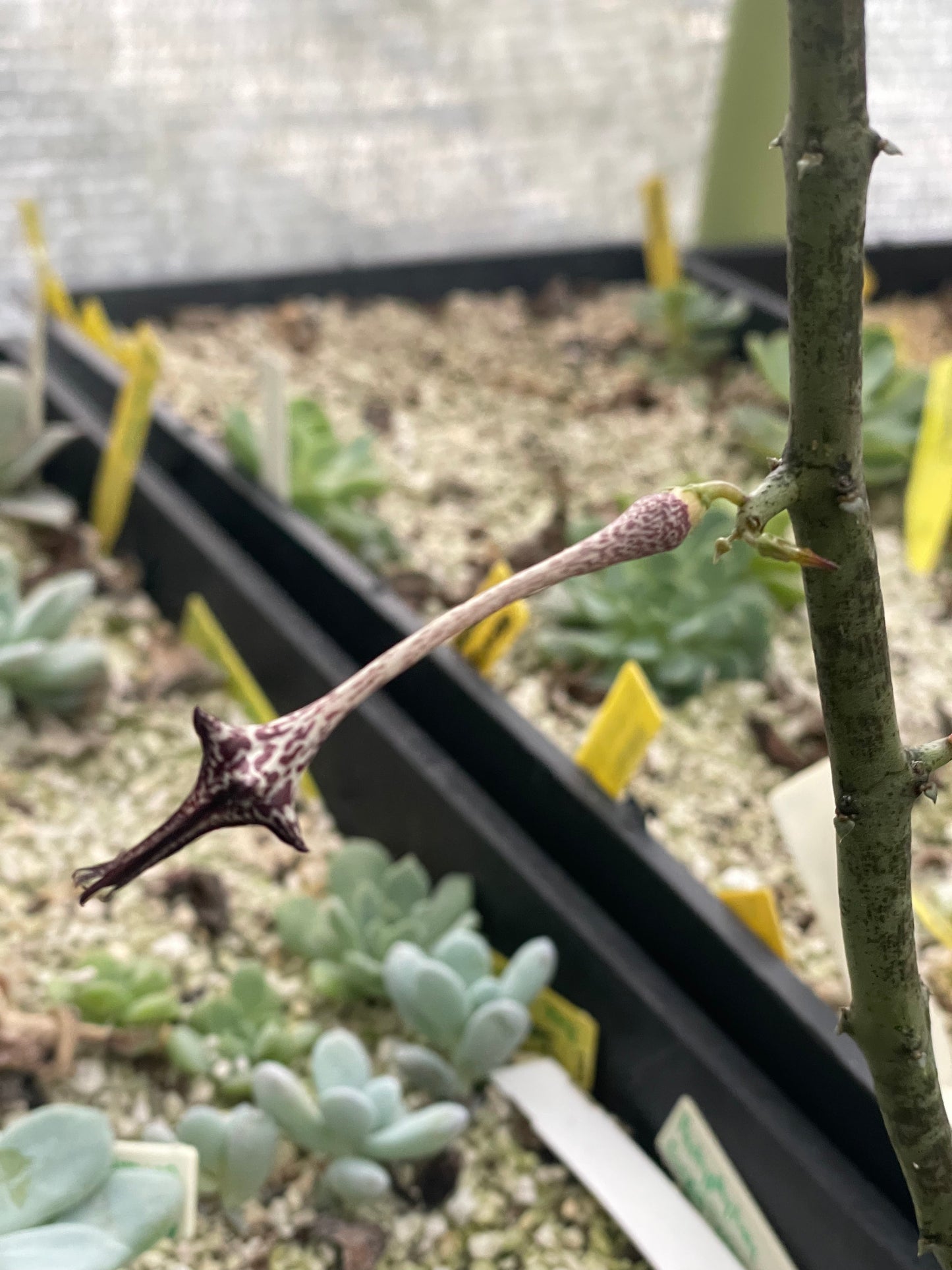 Ceropegia Stapeliformis Ssp Stapeliformis VERY RARE! 4 Inch Pot - Well Rooted!