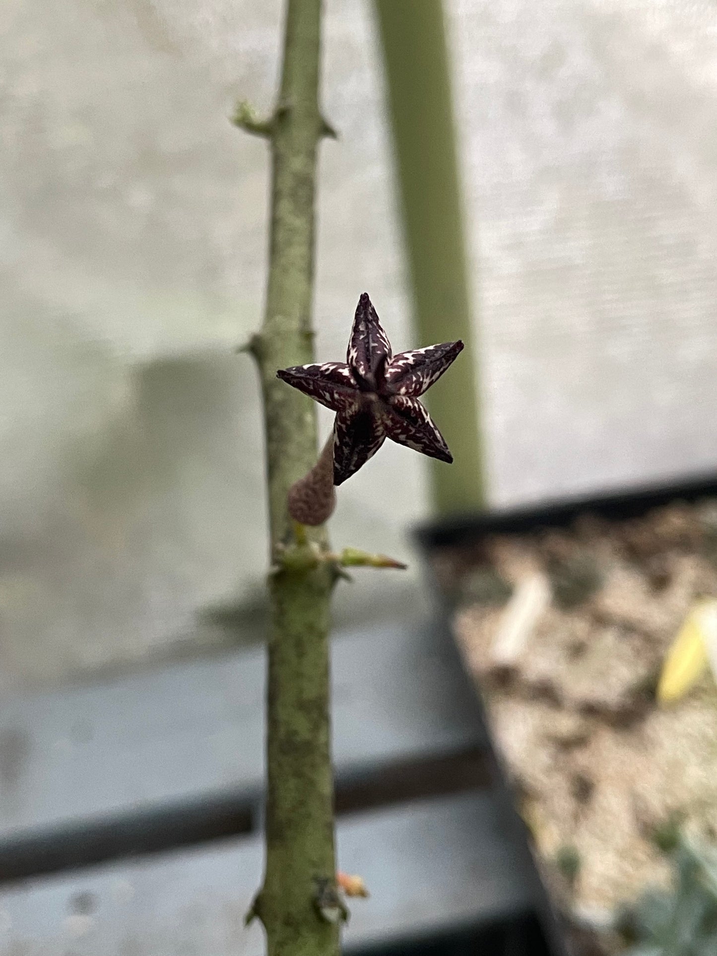 Ceropegia Stapeliformis Ssp Stapeliformis VERY RARE! 4 Inch Pot - Well Rooted!