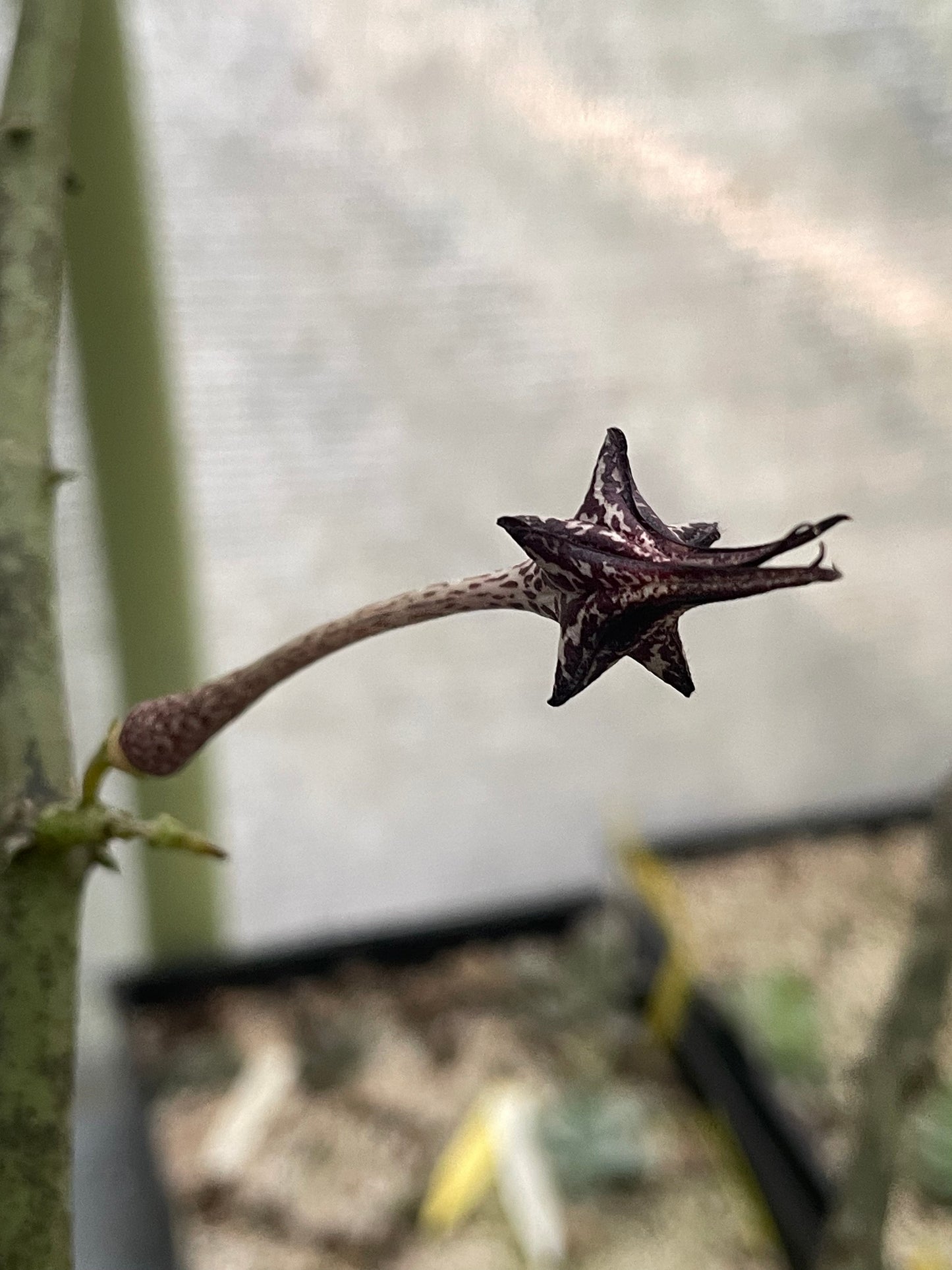 Ceropegia Stapeliformis Ssp Stapeliformis VERY RARE! 4 Inch Pot - Well Rooted!
