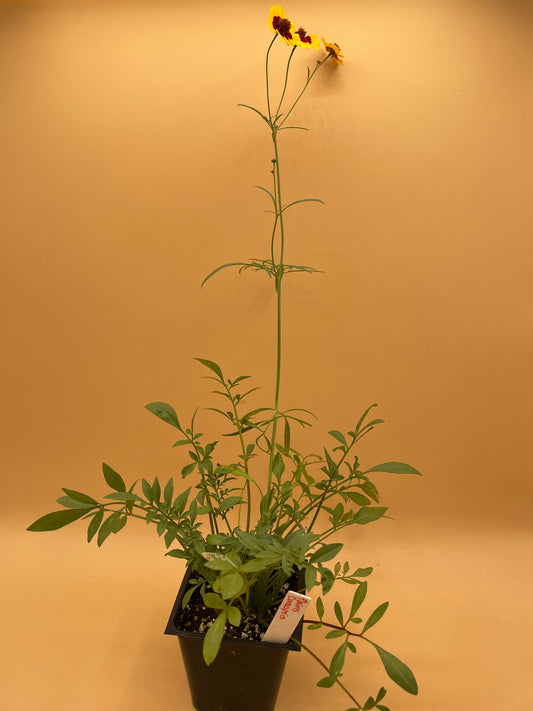 Plains Coreopsis Starter Plant - Coreopsis tinctoria - No Shipping To California Or Arizona!