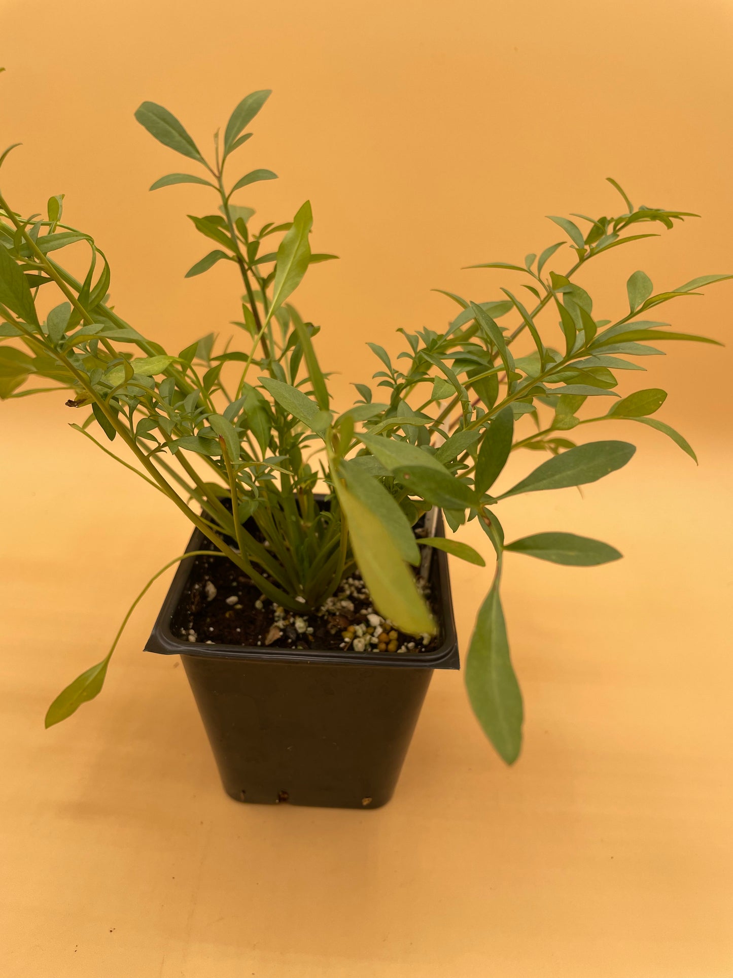 Plains Coreopsis Starter Plant - Coreopsis tinctoria - No Shipping To California Or Arizona!