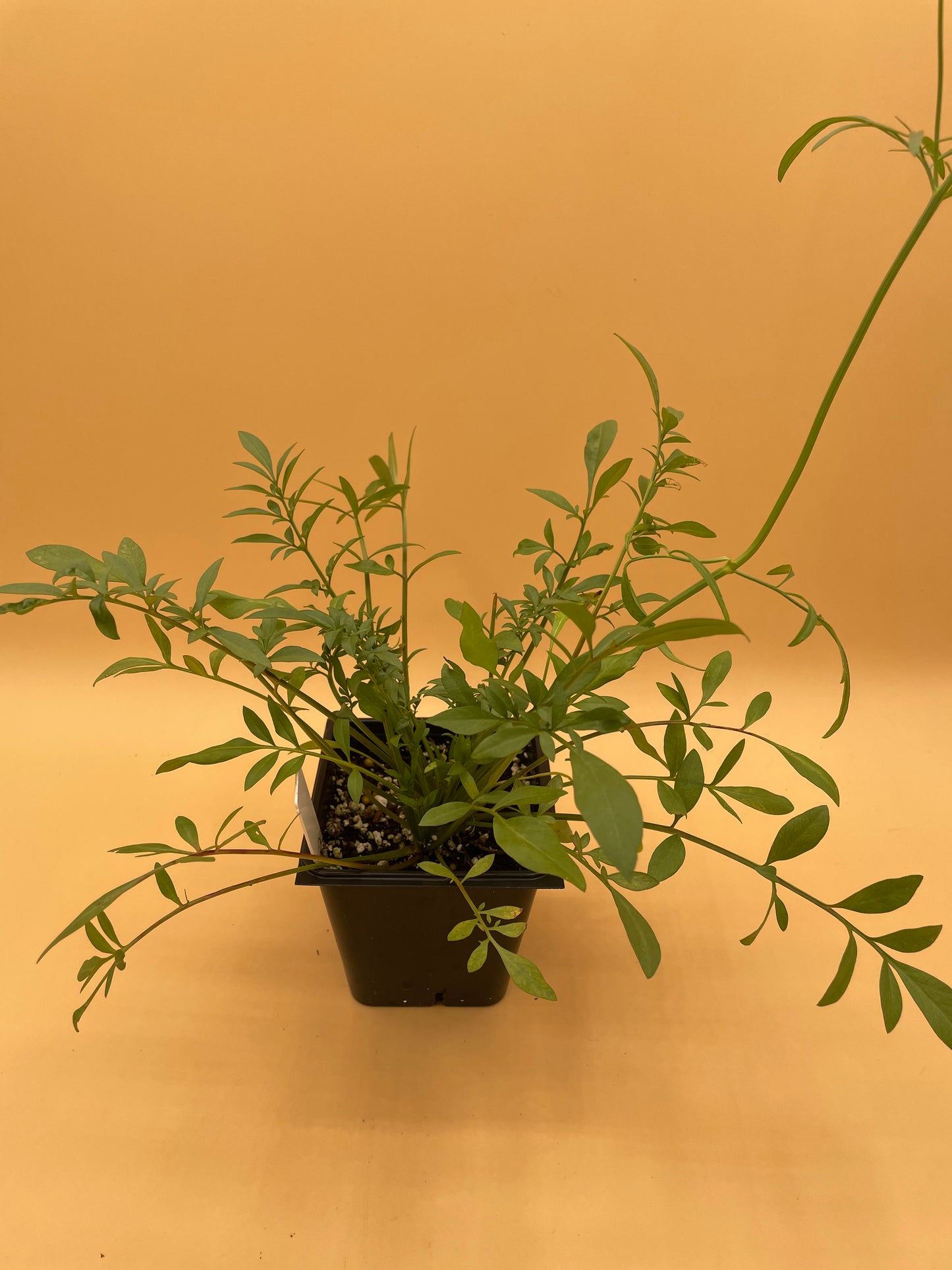 Plains Coreopsis Starter Plant - Coreopsis tinctoria - No Shipping To California Or Arizona!