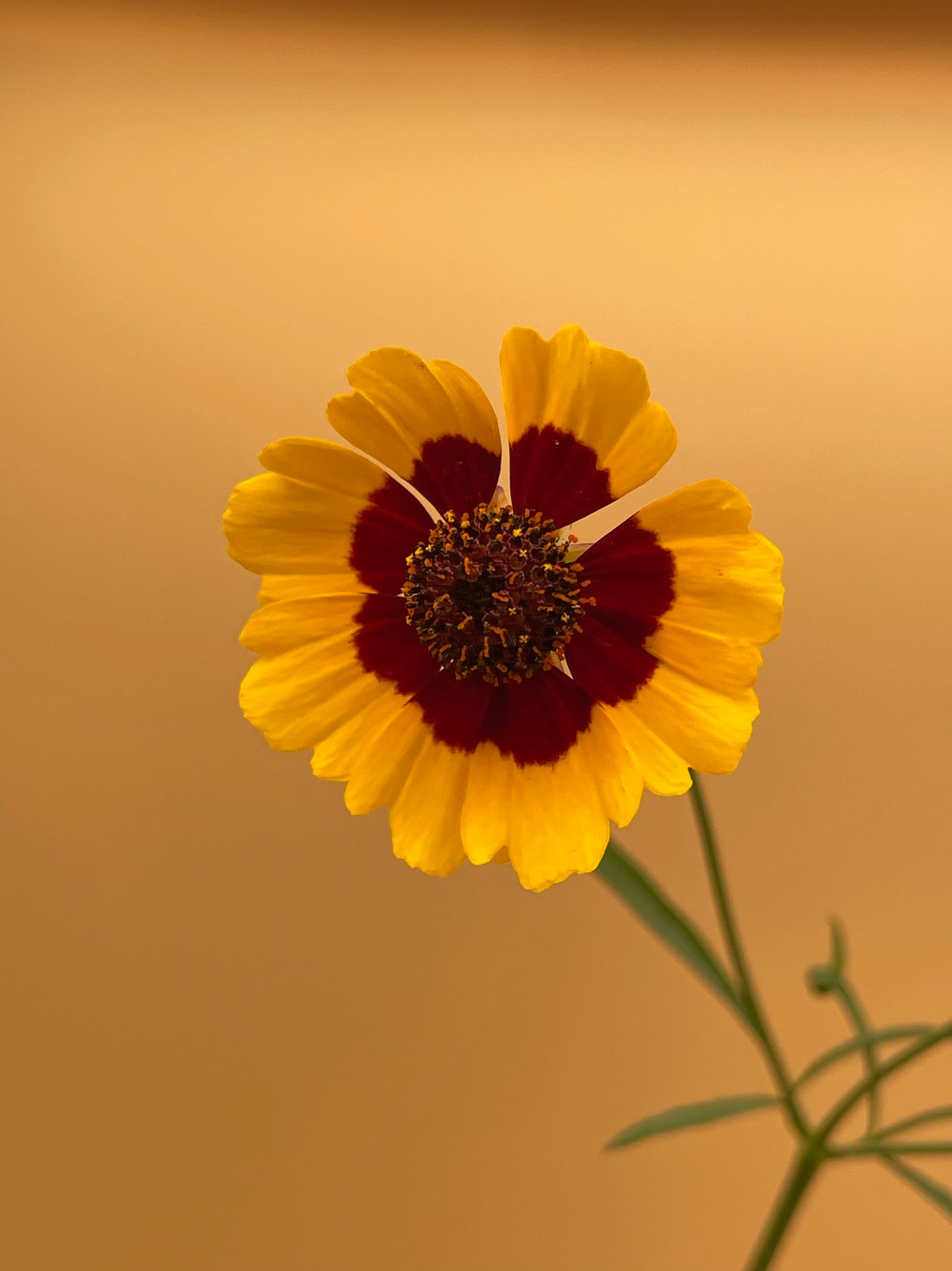 Plains Coreopsis Starter Plant - Coreopsis tinctoria - No Shipping To California Or Arizona!