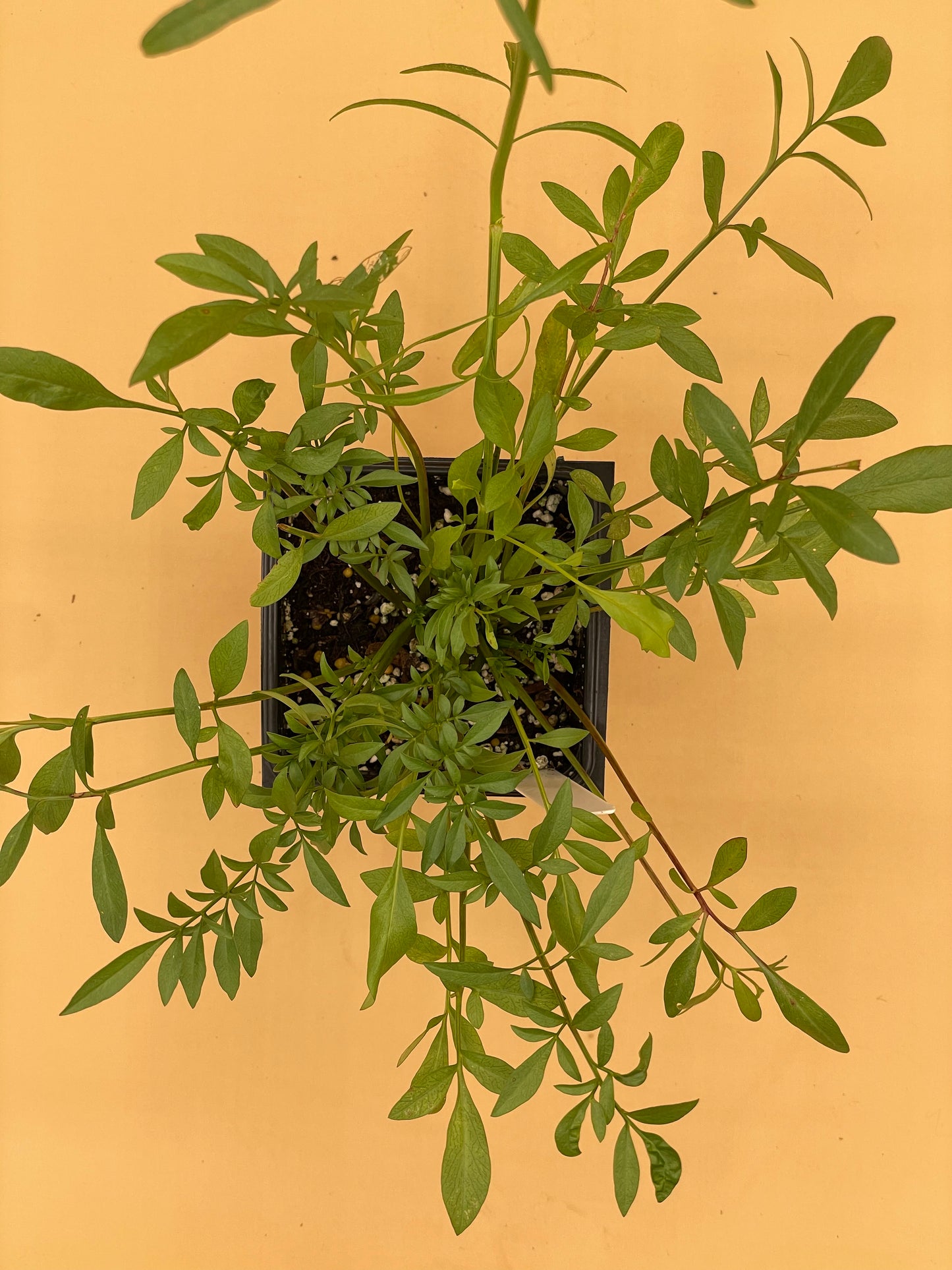 Plains Coreopsis Starter Plant - Coreopsis tinctoria - No Shipping To California Or Arizona!