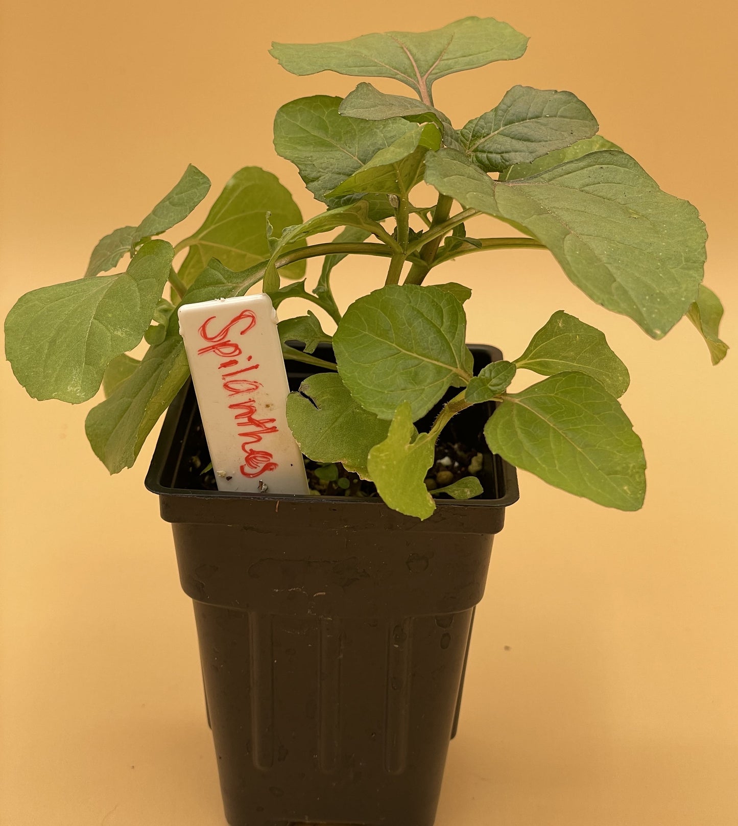 Toothache Plant Starter Plant - Spilanthes Acmella Oleracea 3" Pot - No Shipping To California Or Arizona!