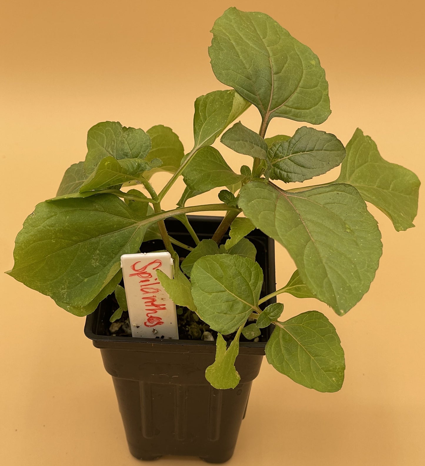Toothache Plant Starter Plant - Spilanthes Acmella Oleracea 3" Pot - No Shipping To California Or Arizona!