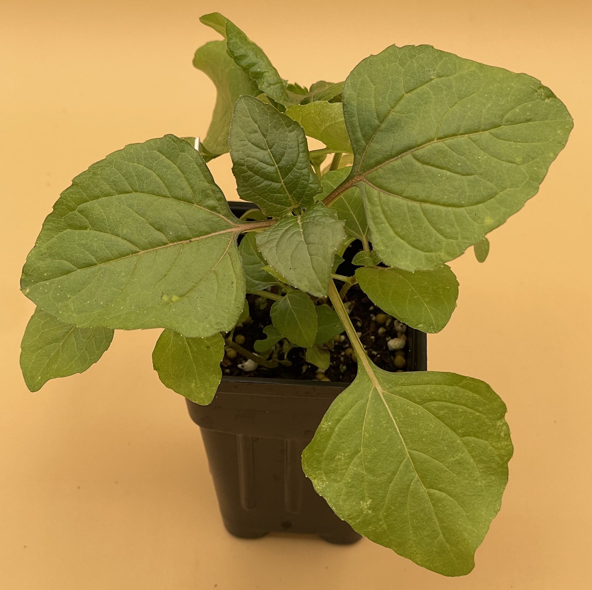 can you grow toothache plant indoors Toothache Plant Starter Plant - Spilanthes Acmella Oleracea 3" Pot