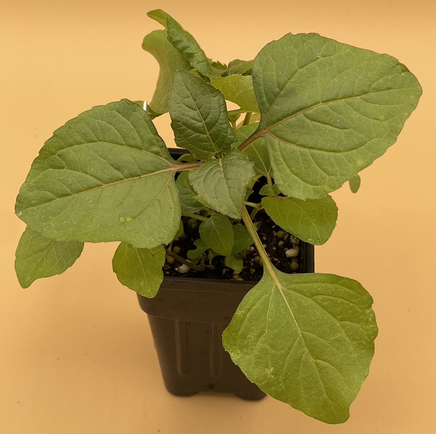 Toothache Plant Starter Plant - Spilanthes Acmella Oleracea 3" Pot - No Shipping To California Or Arizona!