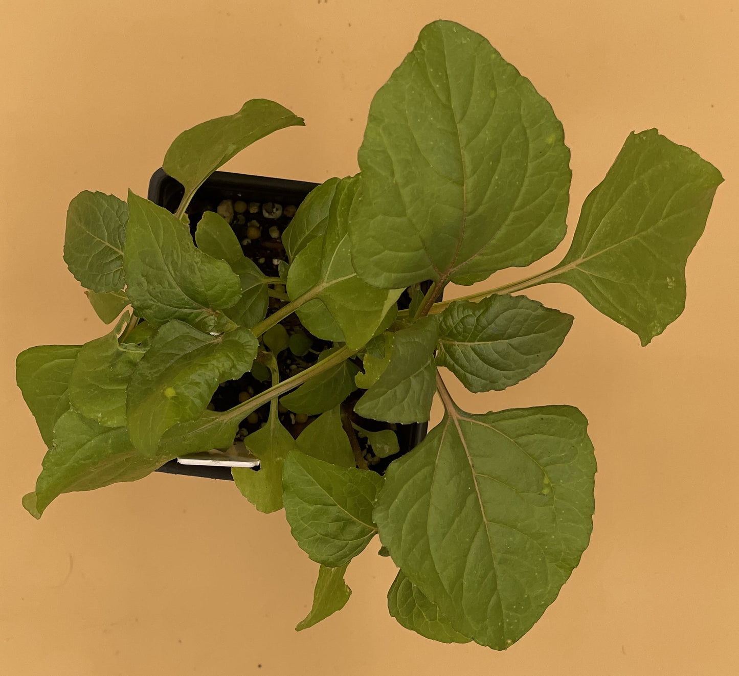 Toothache Plant Starter Plant - Spilanthes Acmella Oleracea 3" Pot - No Shipping To California Or Arizona!
