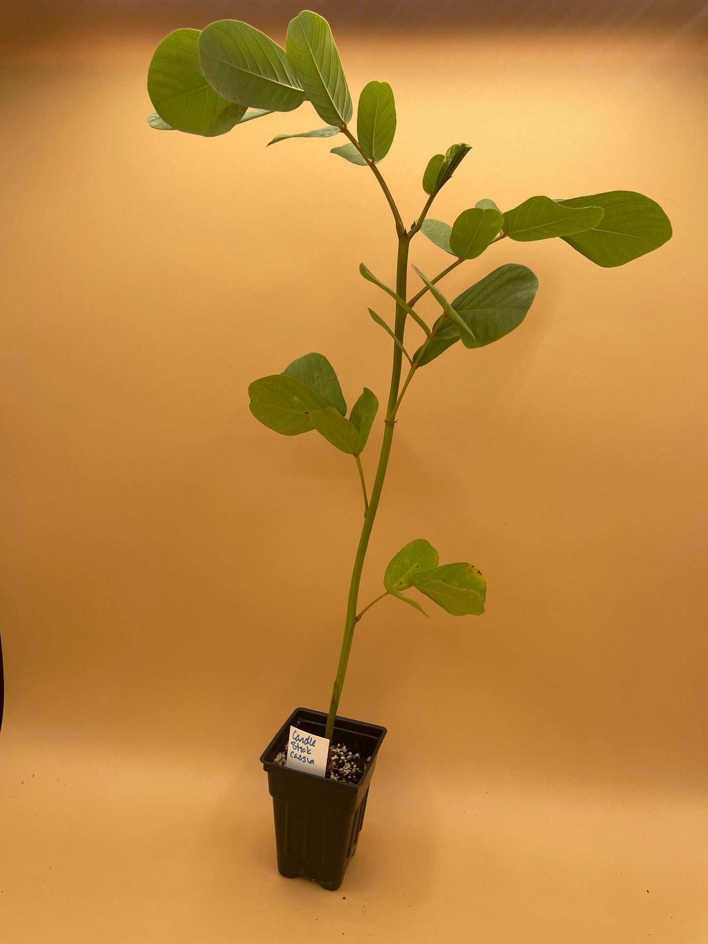 Cassia, Candlestick 3" Starter Plant - Senna Alata - Amazing Blooms!