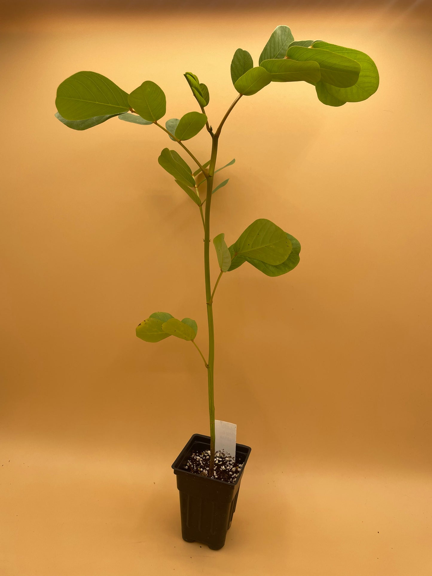 Cassia, Candlestick 3" Starter Plant - Senna Alata - Amazing Blooms!