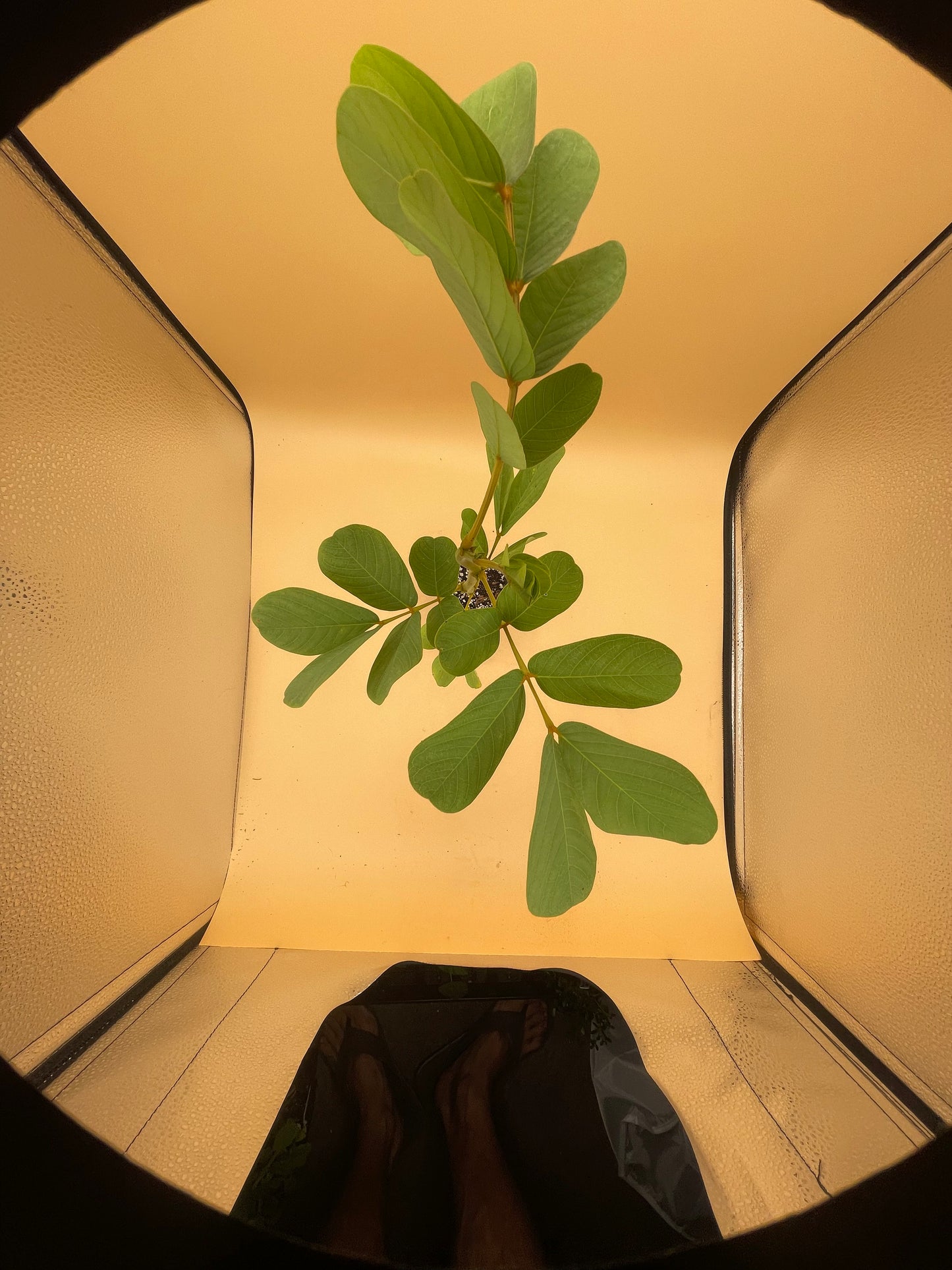 Cassia, Candlestick 3" Starter Plant - Senna Alata - Amazing Blooms!