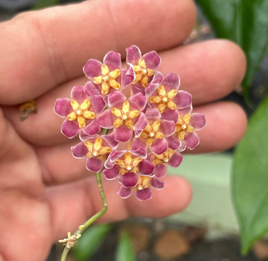 Hoya Davidcummingii Fully Rooted - Super Healthy! Grown In 3.5" pot - No Shipping To California Or Arizona!