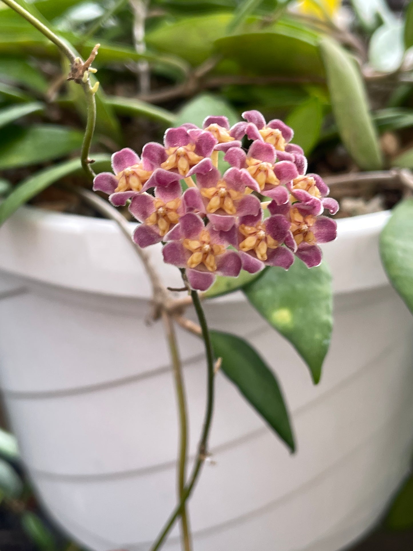 Hoya Davidcummingii Fully Rooted - Super Healthy! Grown In 3.5" pot - No Shipping To California Or Arizona!