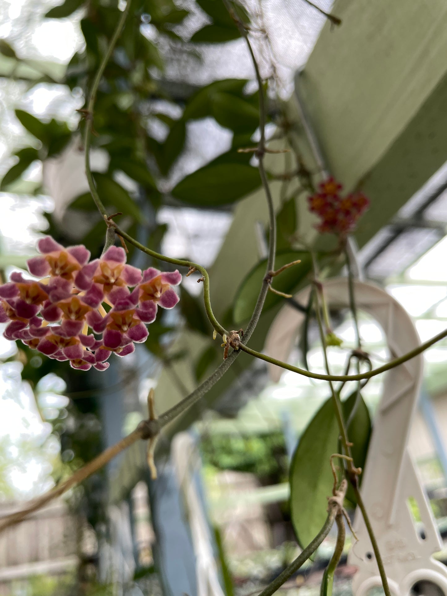 Hoya Davidcummingii Fully Rooted - Super Healthy! Grown In 3.5" pot - No Shipping To California Or Arizona!