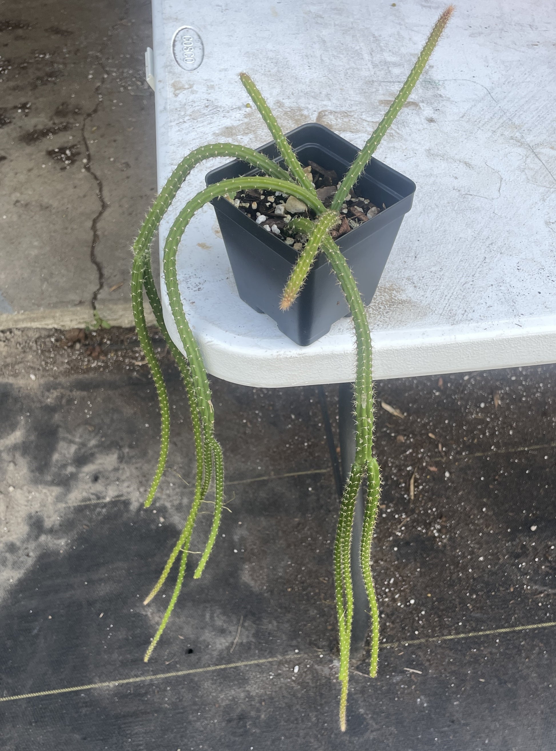 hanging rat tail succulent Rat Tail Cactus Ready For Hanging Basket 3.5 Inch Pot Very Long Flower – Pachyfolia Plants