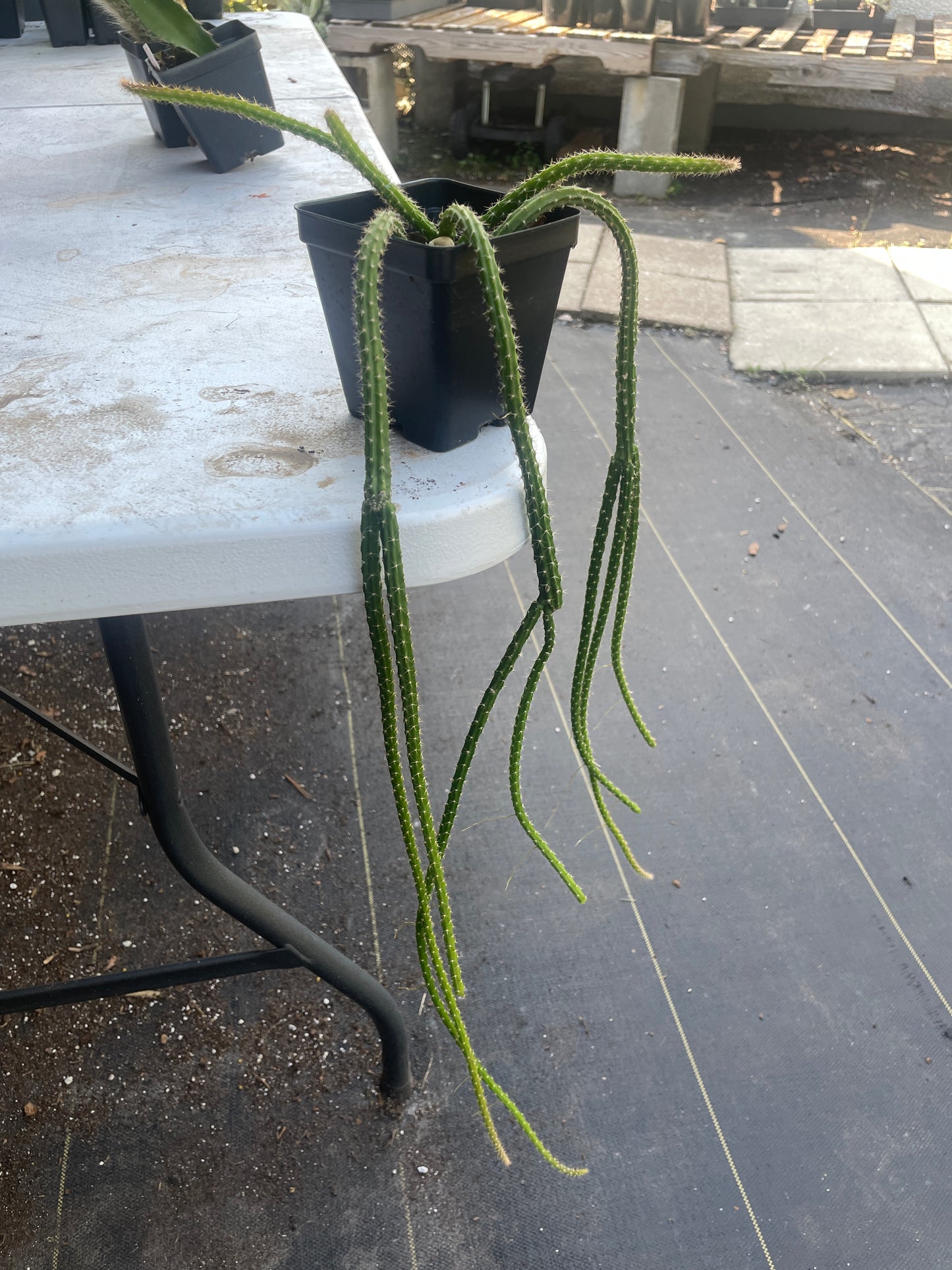 Rat Tail Cactus Ready For Hanging Basket 3.5 Inch Pot Very Long Flowering Size