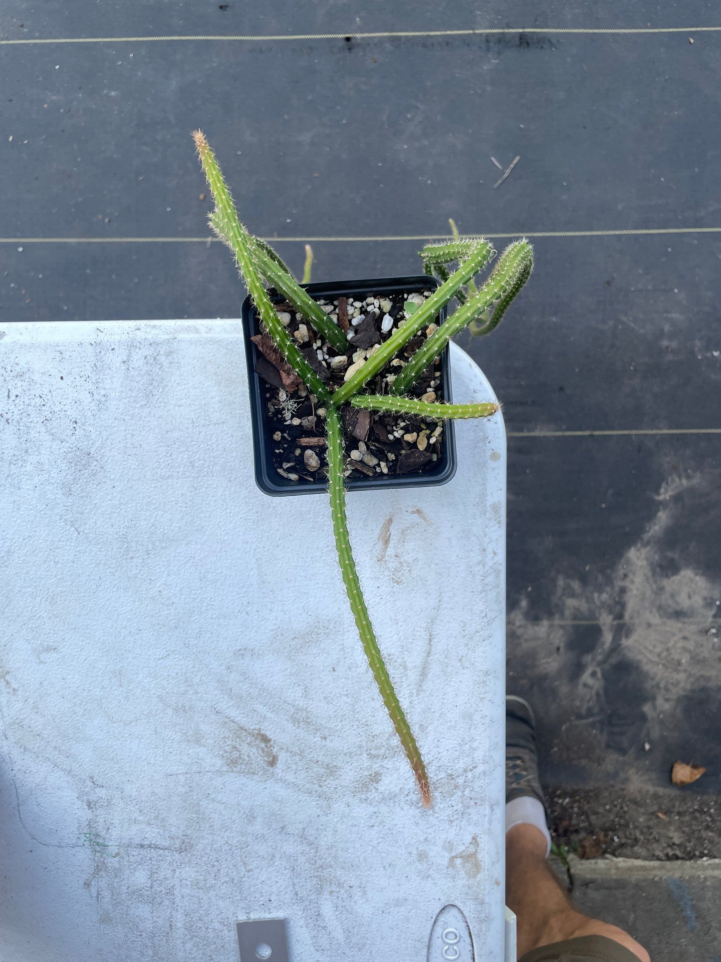 Rat Tail Cactus Ready For Hanging Basket 3.5 Inch Pot Very Long Flowering Size