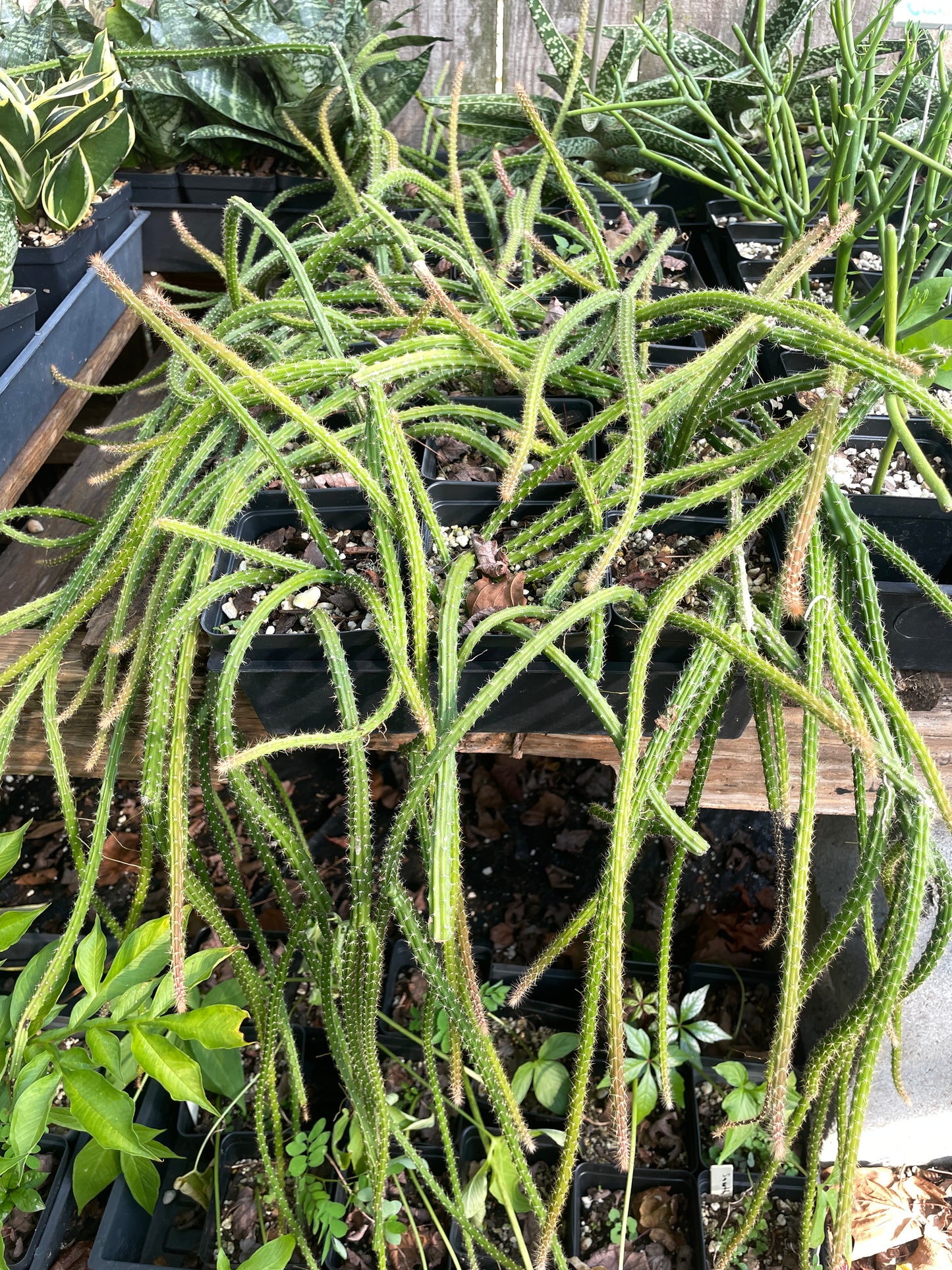 Rat Tail Cactus Ready For Hanging Basket 3.5 Inch Pot Very Long Flowering Size