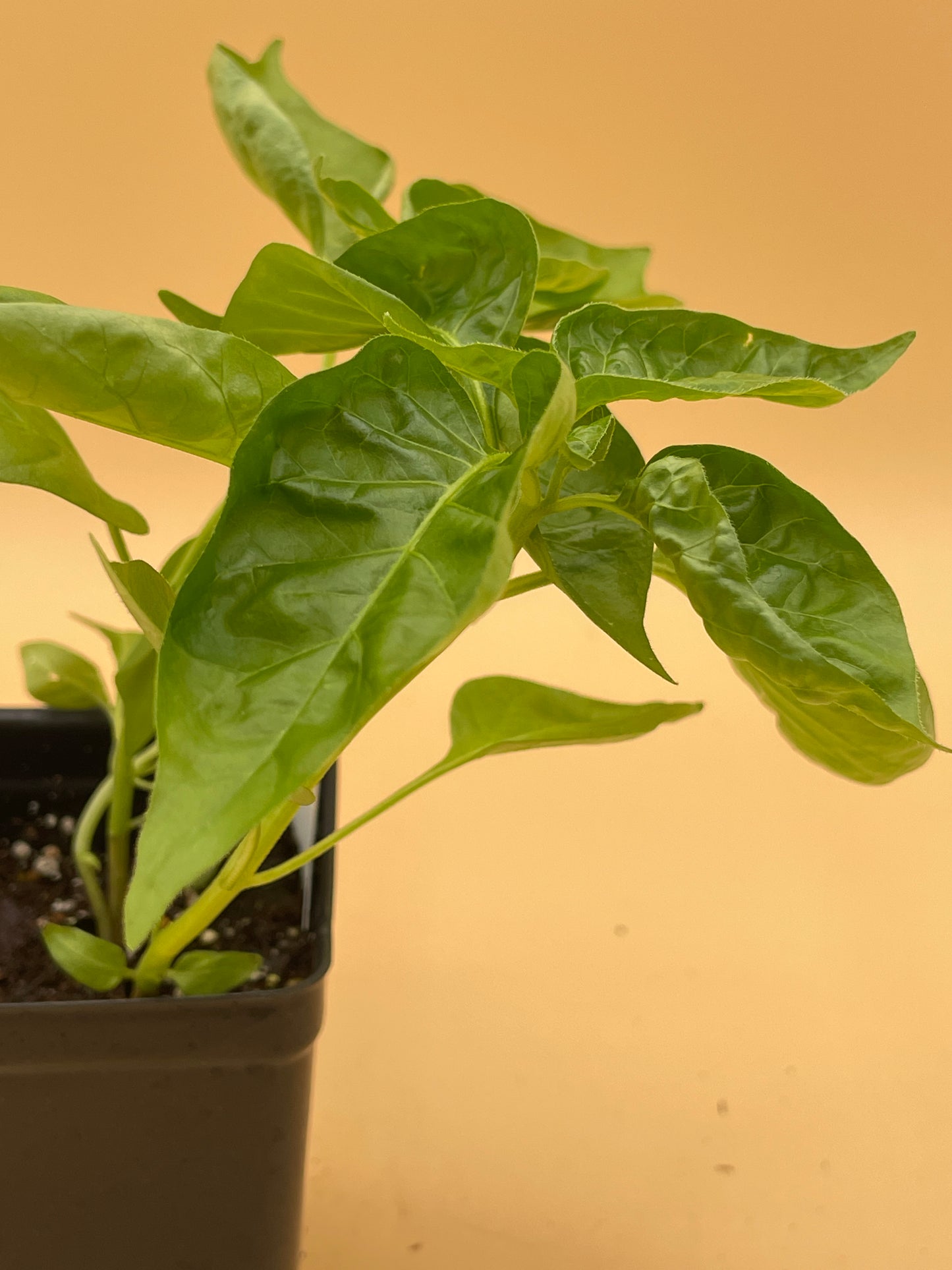 Datil Pepper 3" Live Starter Plant - Capsicum Chinense -