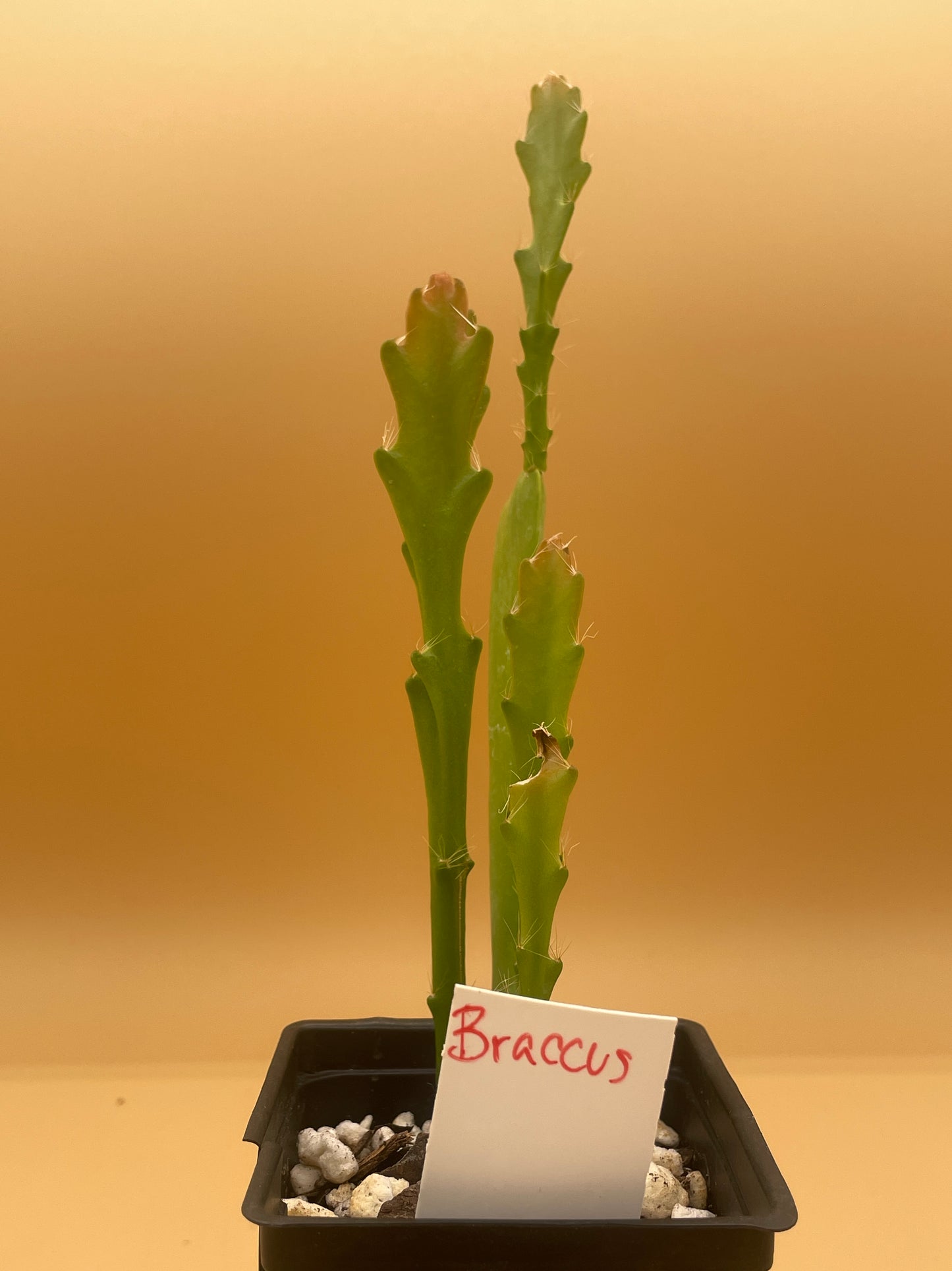 Epiphyllum Hybrid 'Bacchus' Fully-Rooted Starter Pot - Grown In 3" Pot