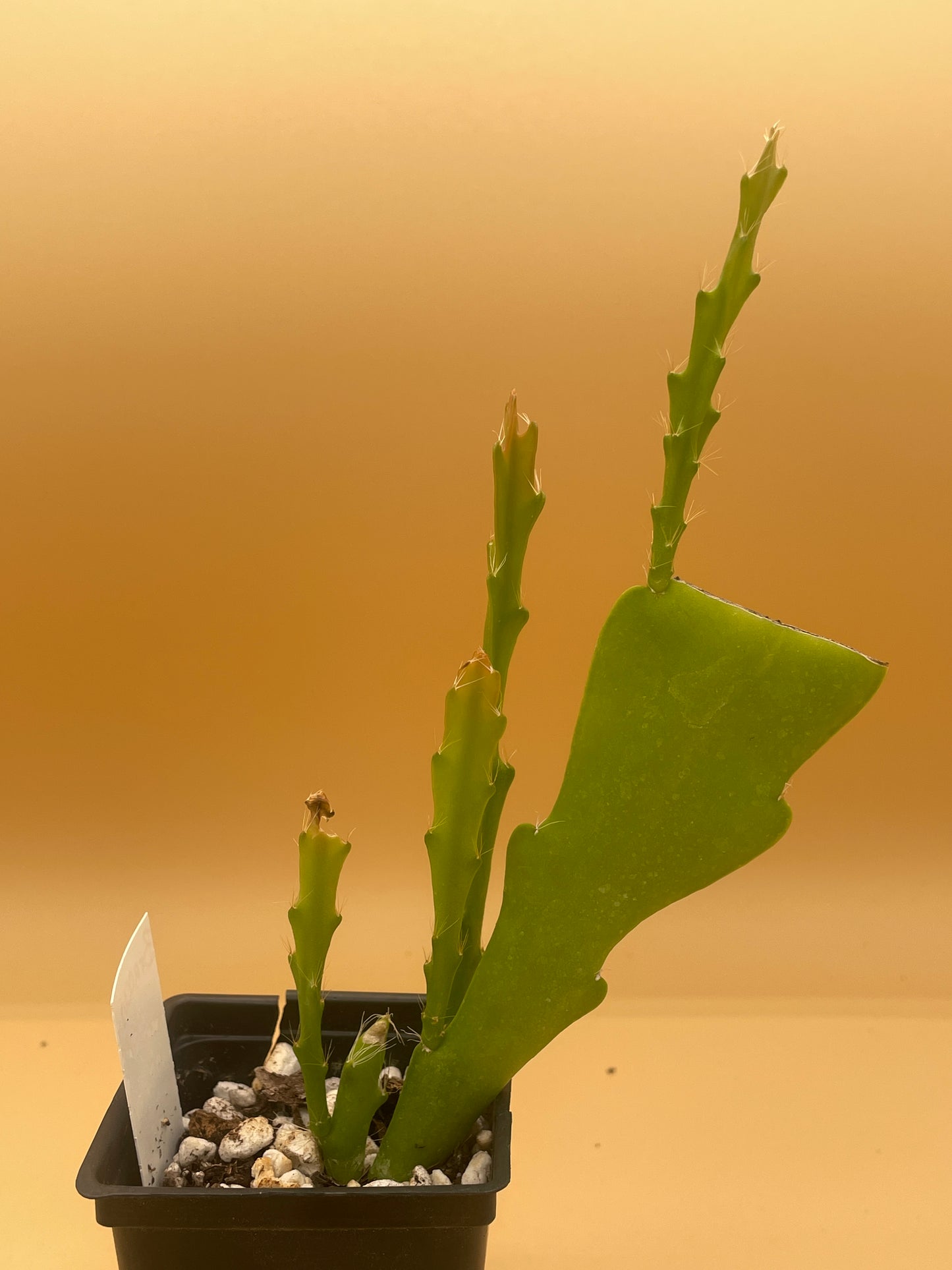 Epiphyllum Hybrid 'Bacchus' Fully-Rooted Starter Pot - Grown In 3" Pot