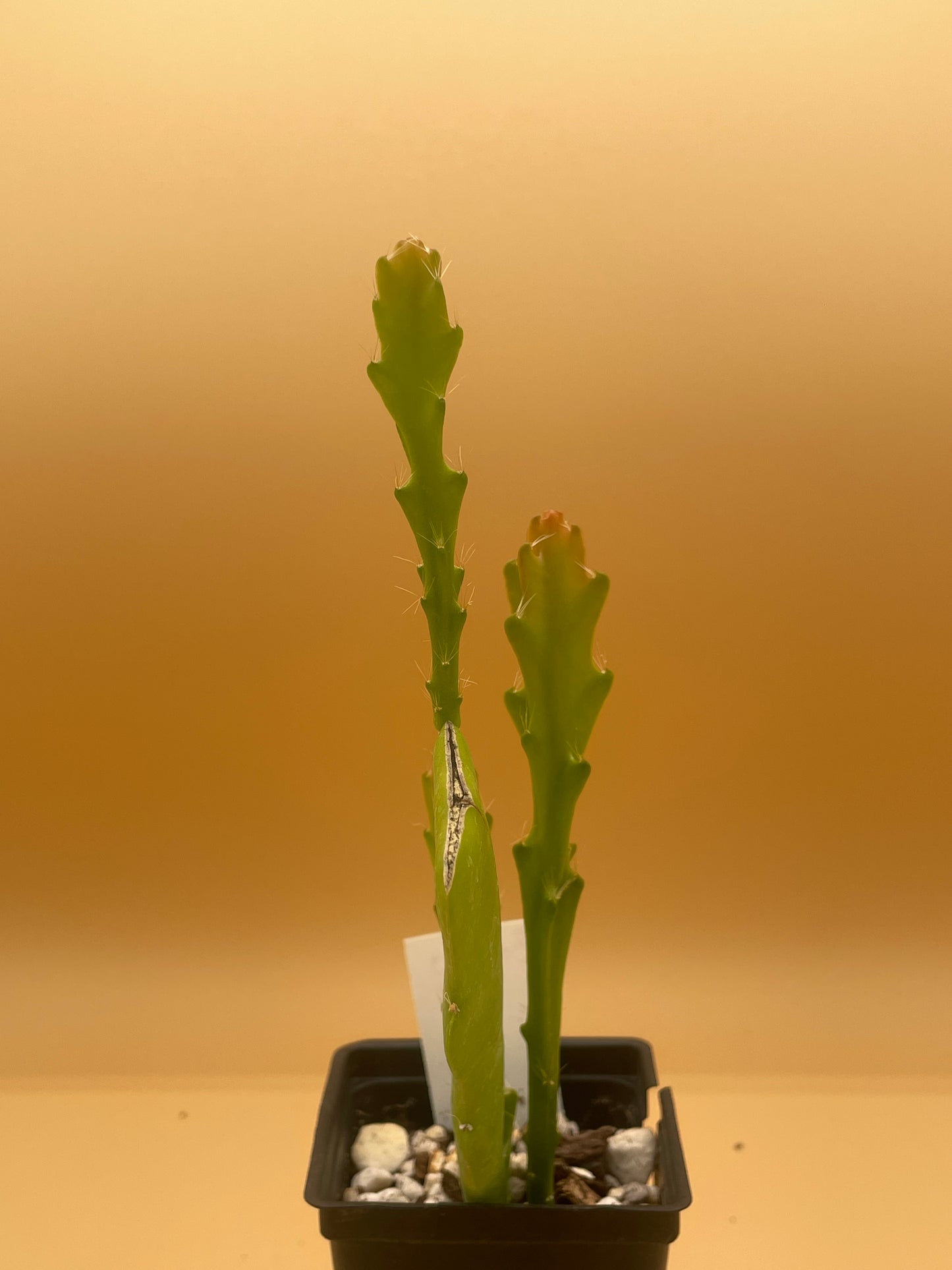 Epiphyllum Hybrid 'Bacchus' Fully-Rooted Starter Pot - Grown In 3" Pot