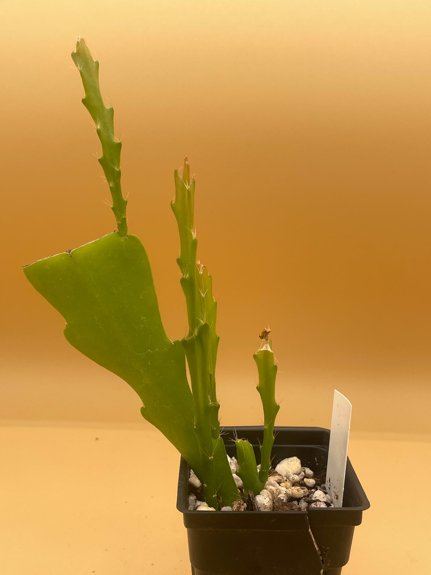 Epiphyllum Hybrid 'Bacchus' Fully-Rooted Starter Pot - Grown In 3" Pot