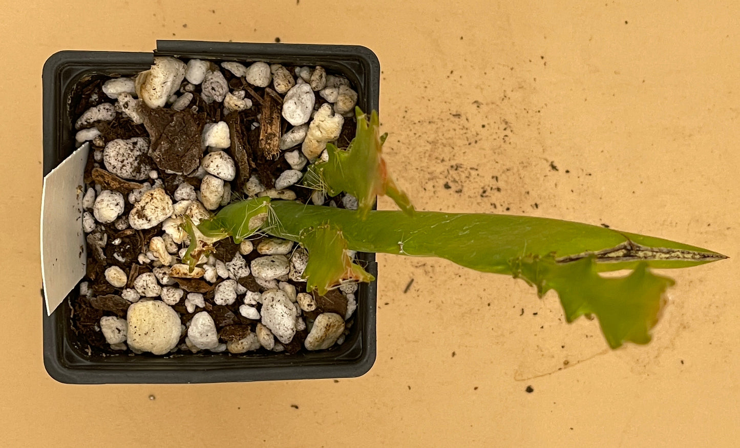 Epiphyllum Hybrid 'Bacchus' Fully-Rooted Starter Pot - Grown In 3" Pot