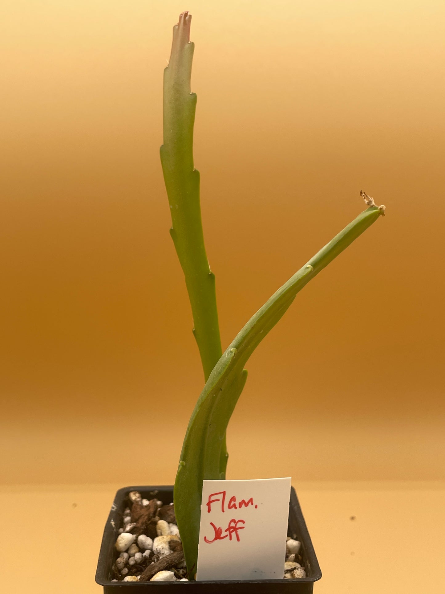 Epiphyllum Hybrid 'Flamboyant Jeff' 3" Starter Pot - Fully-Rooted