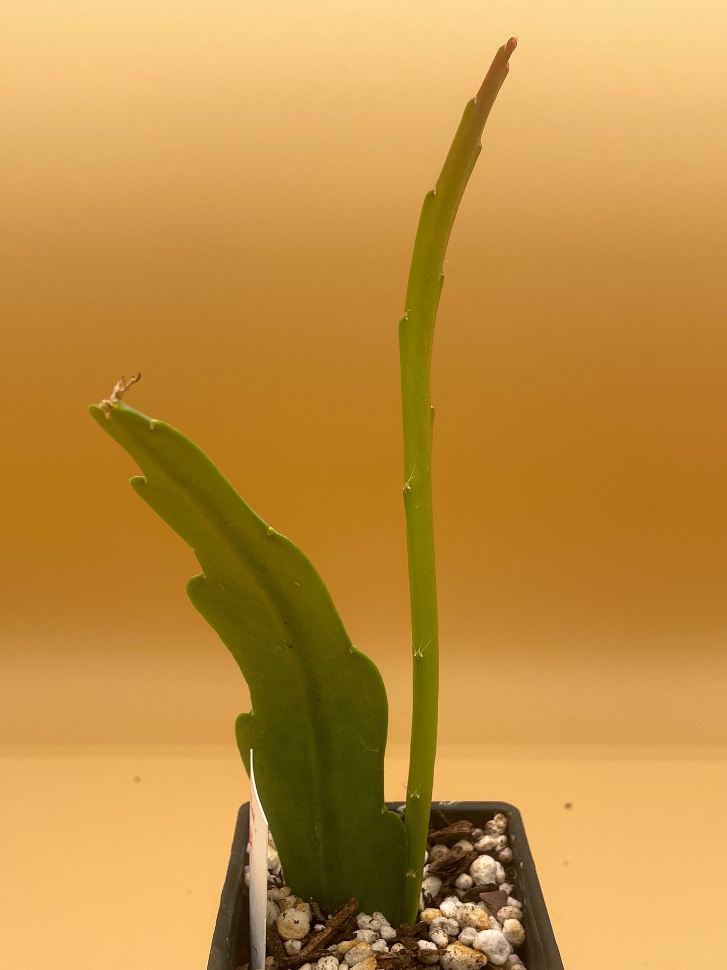 Epiphyllum Hybrid 'Flamboyant Jeff' 3" Starter Pot - Fully-Rooted