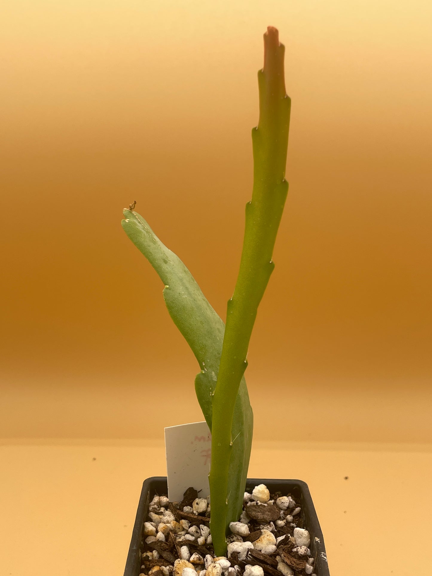 Epiphyllum Hybrid 'Flamboyant Jeff' 3" Starter Pot - Fully-Rooted